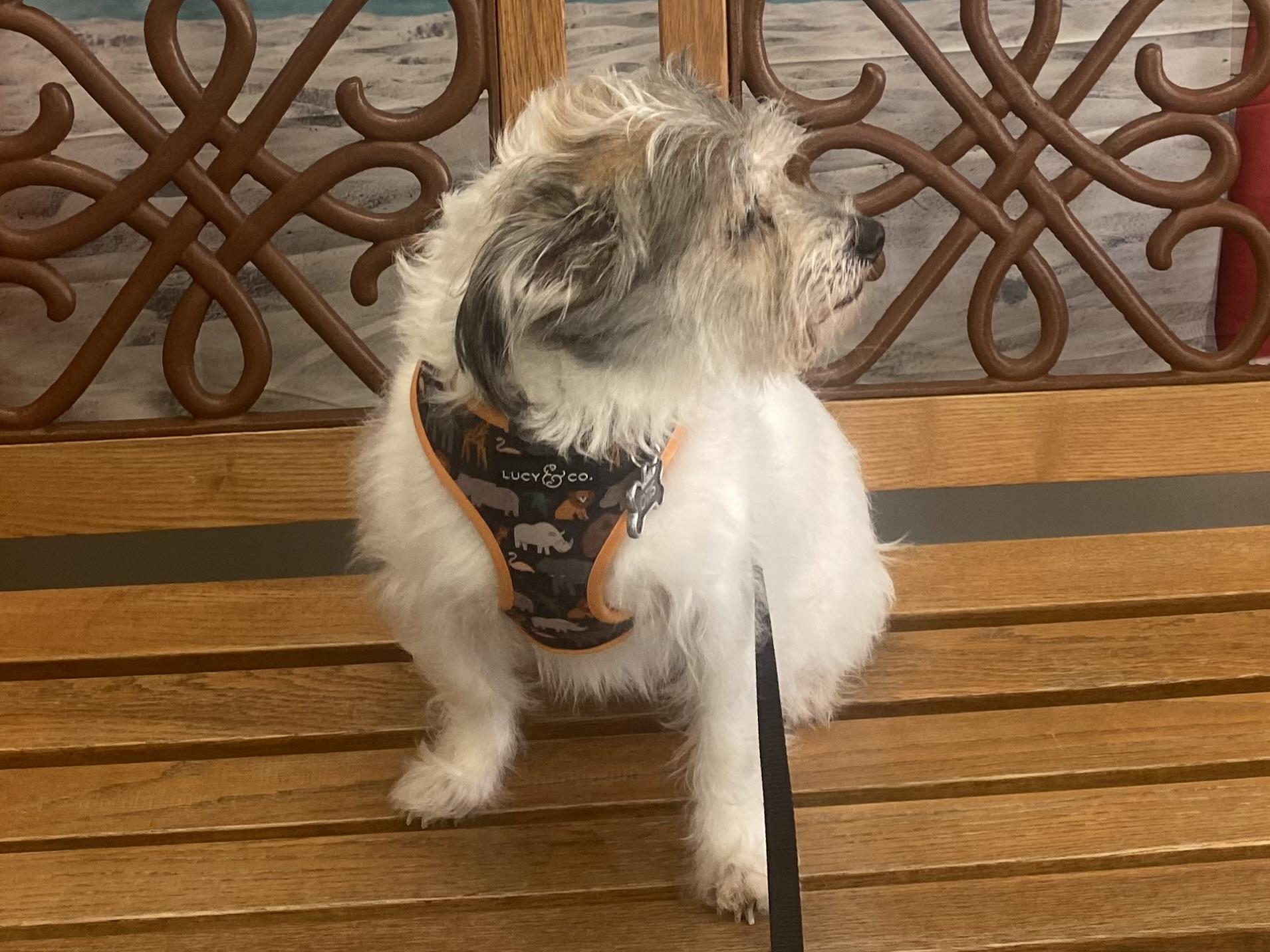 Otis, Adopted, Senior Male Terrier & Mixed Breed.