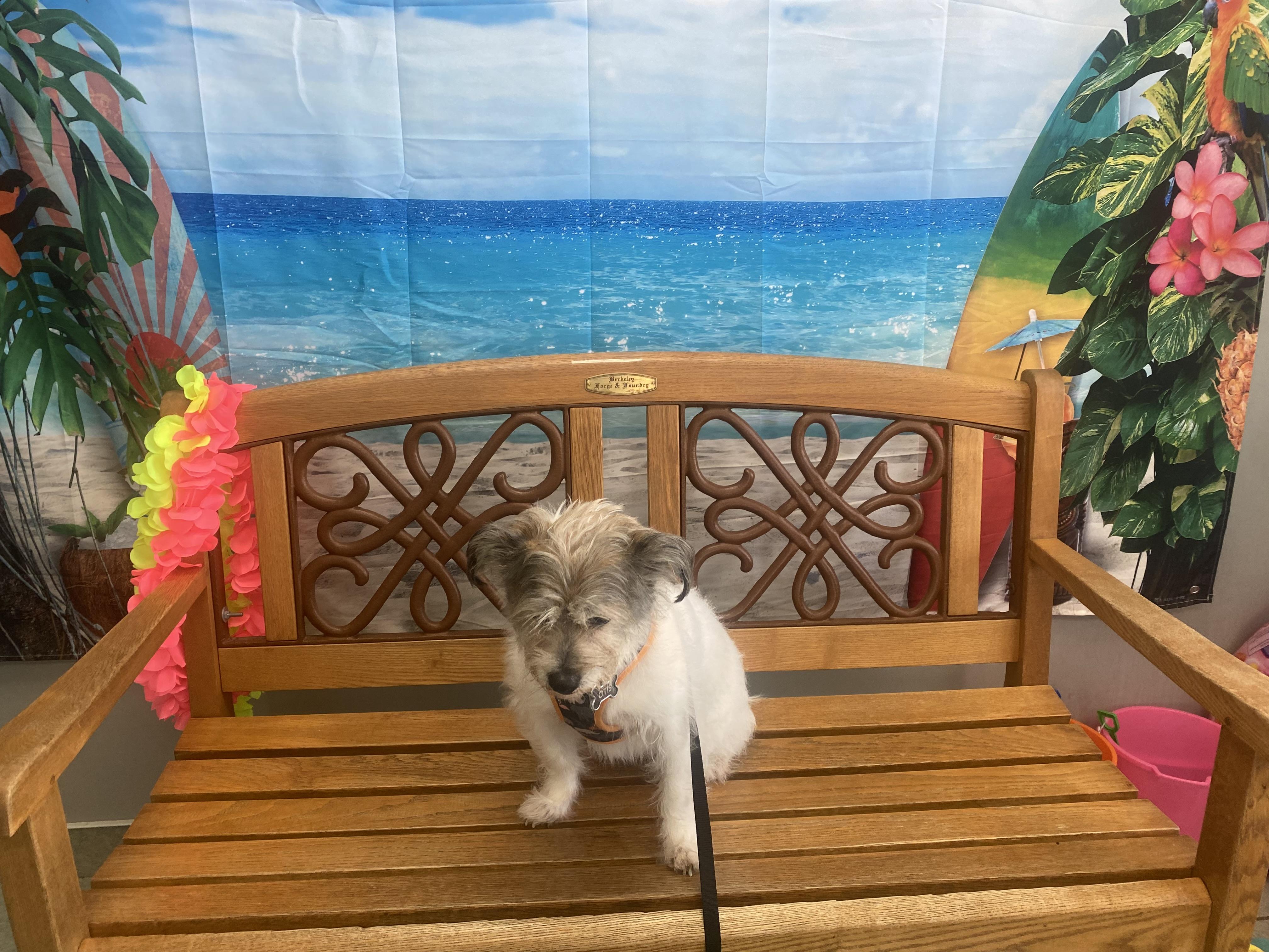 Otis, a Adopted mixed breed in Scott Depot, WV image 2/2