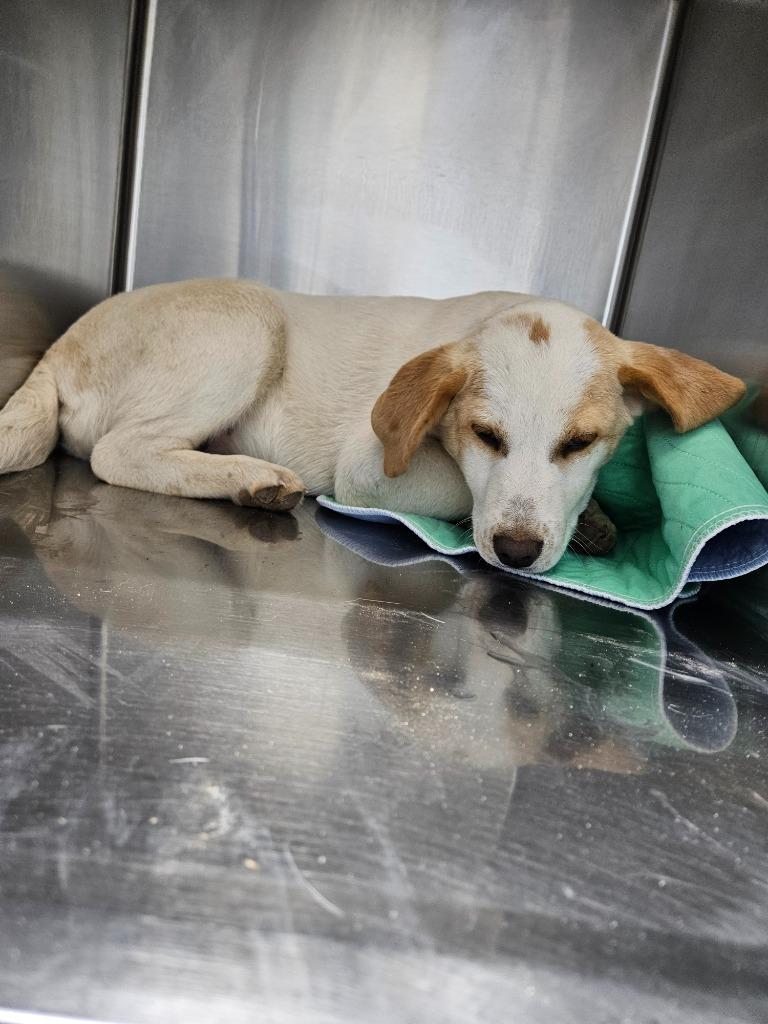 Enlarge Blueberry, a Adoptable mixed breed in Morgantown, KY image 1/1