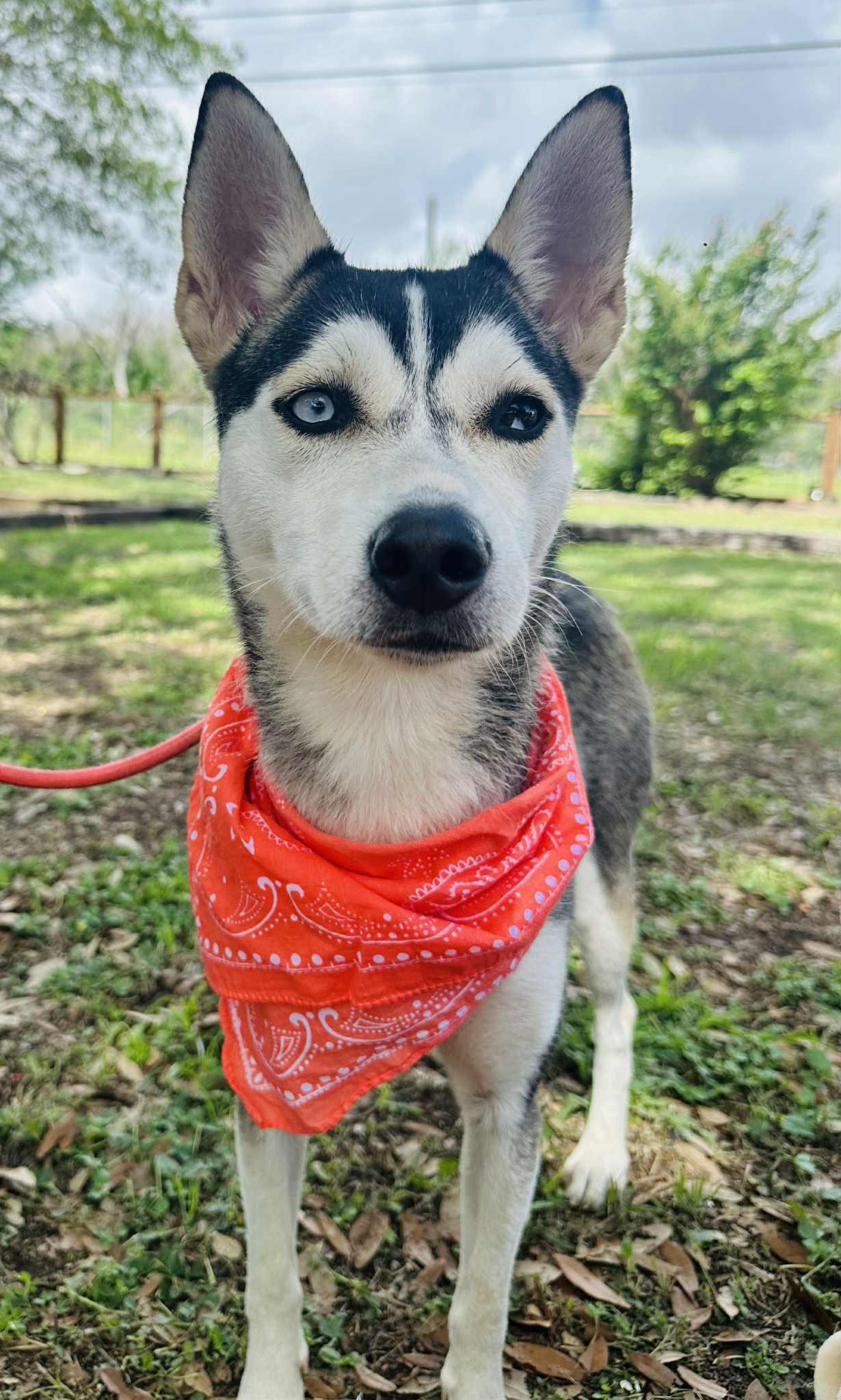 Shelby, Young Female Siberian Husky
