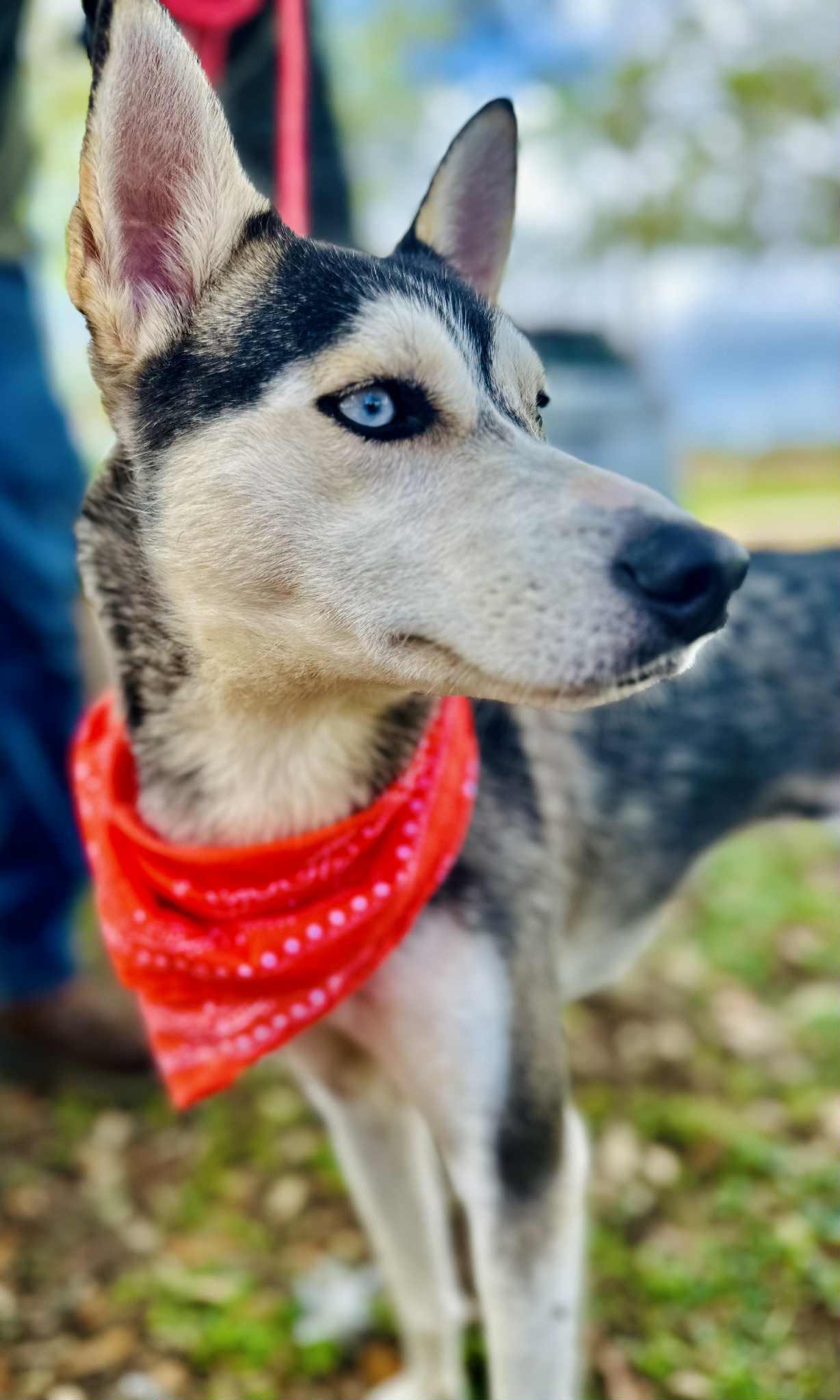 Shelby photo 5