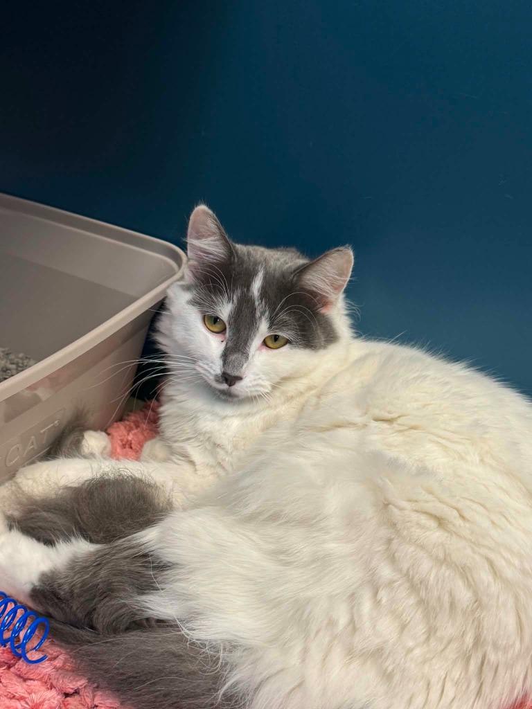 Eliza, Adoptable, Young Female Domestic Medium Hair.