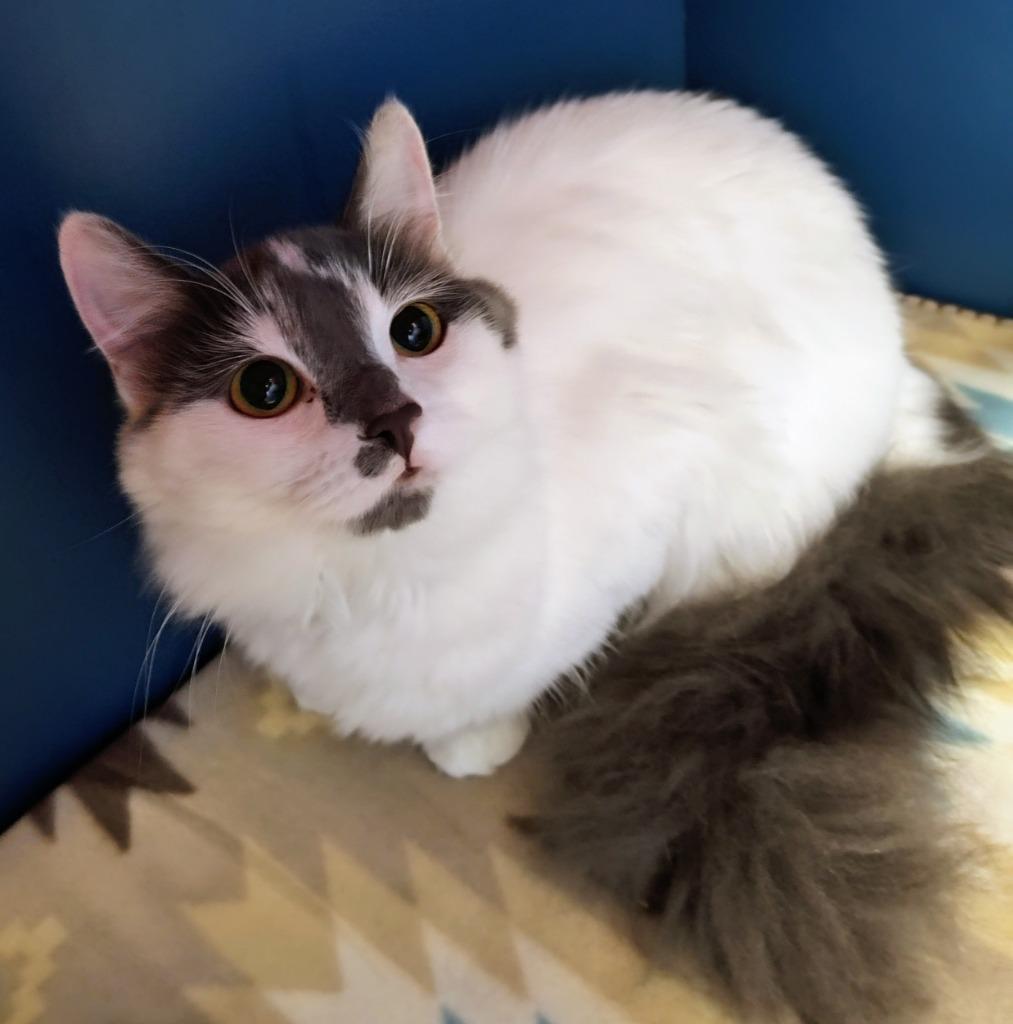 Eliza, a Adoptable mixed breed in Grand Forks, ND image 2/2