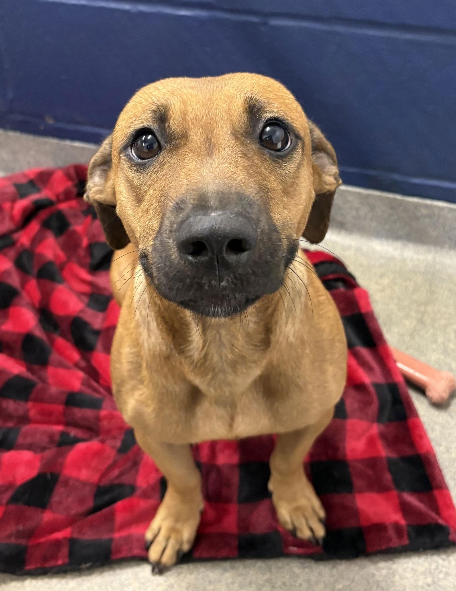 Lola 2 years AVA 1/14, Adoptable, Adult Female Mixed Breed.