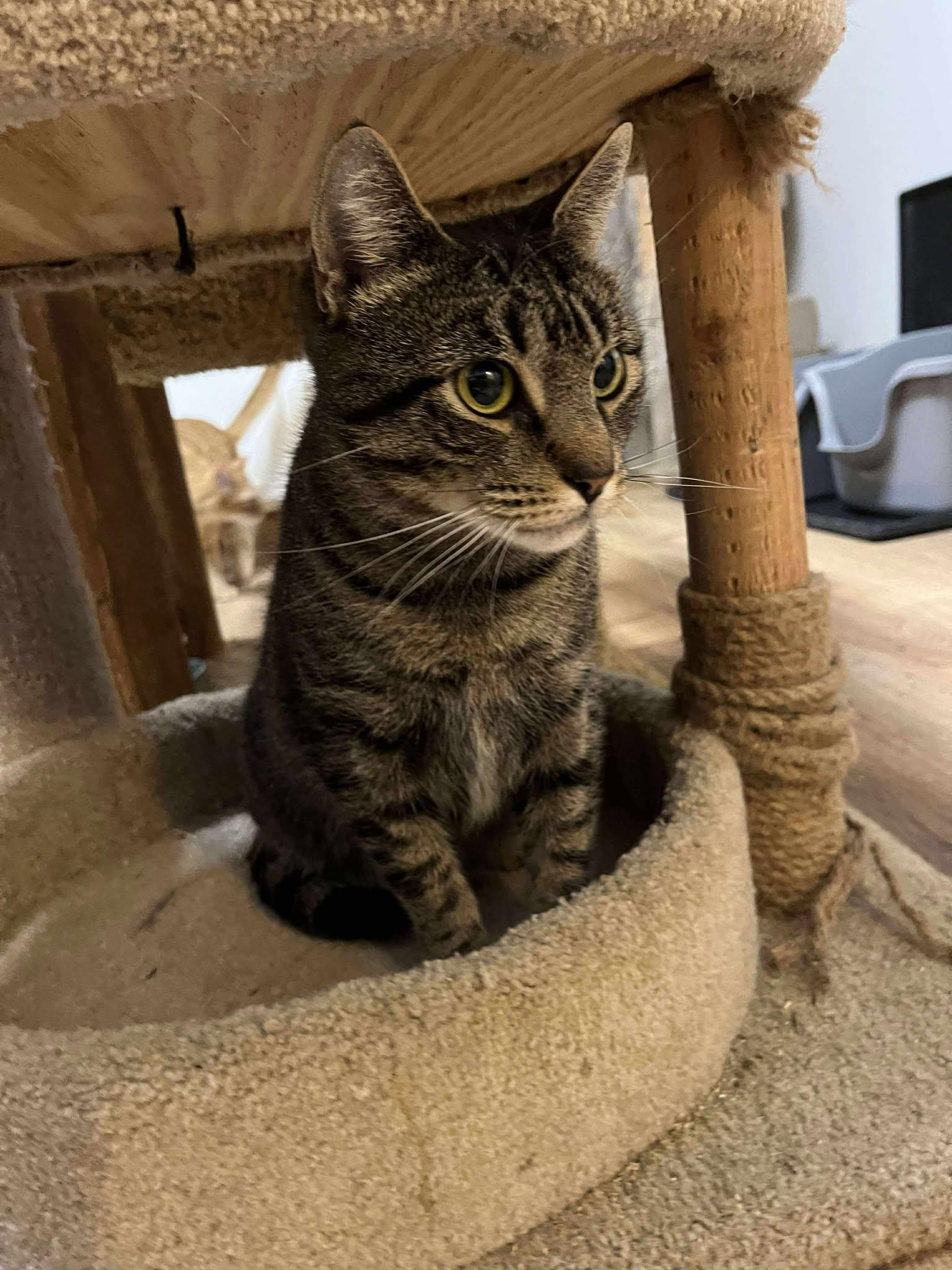 Annie, a Adoptable Tabby image 1/5