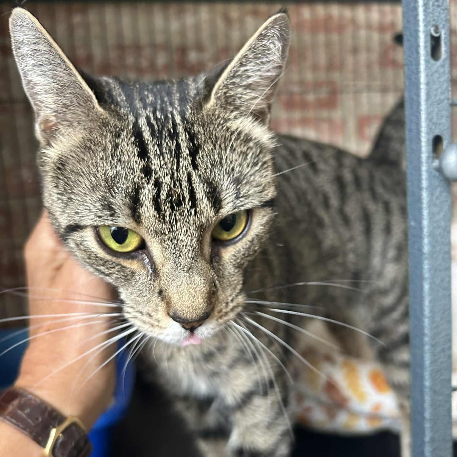 Annie, a Adoptable Tabby image 3/5