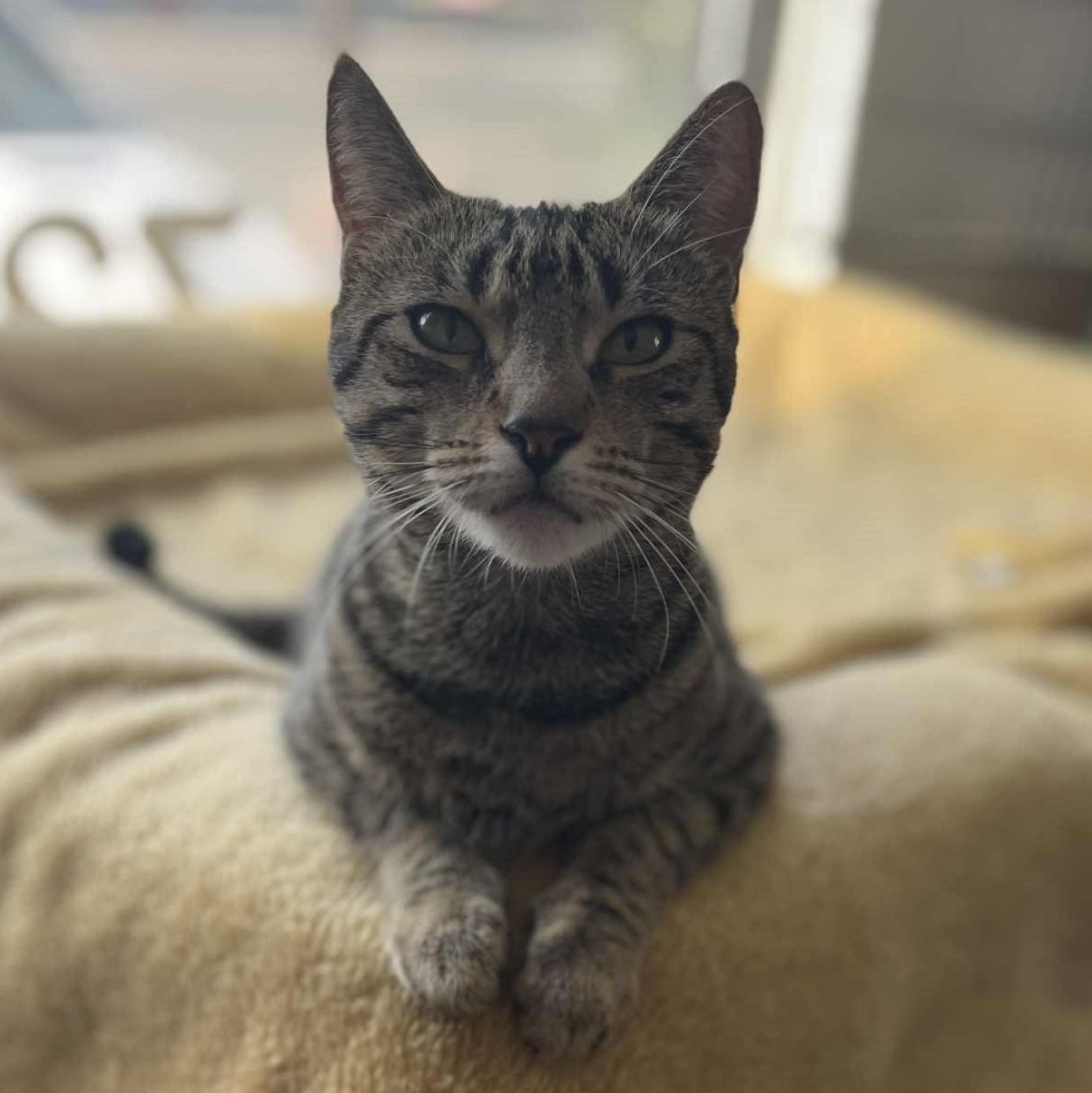 Annie, a Adoptable Tabby image 4/5