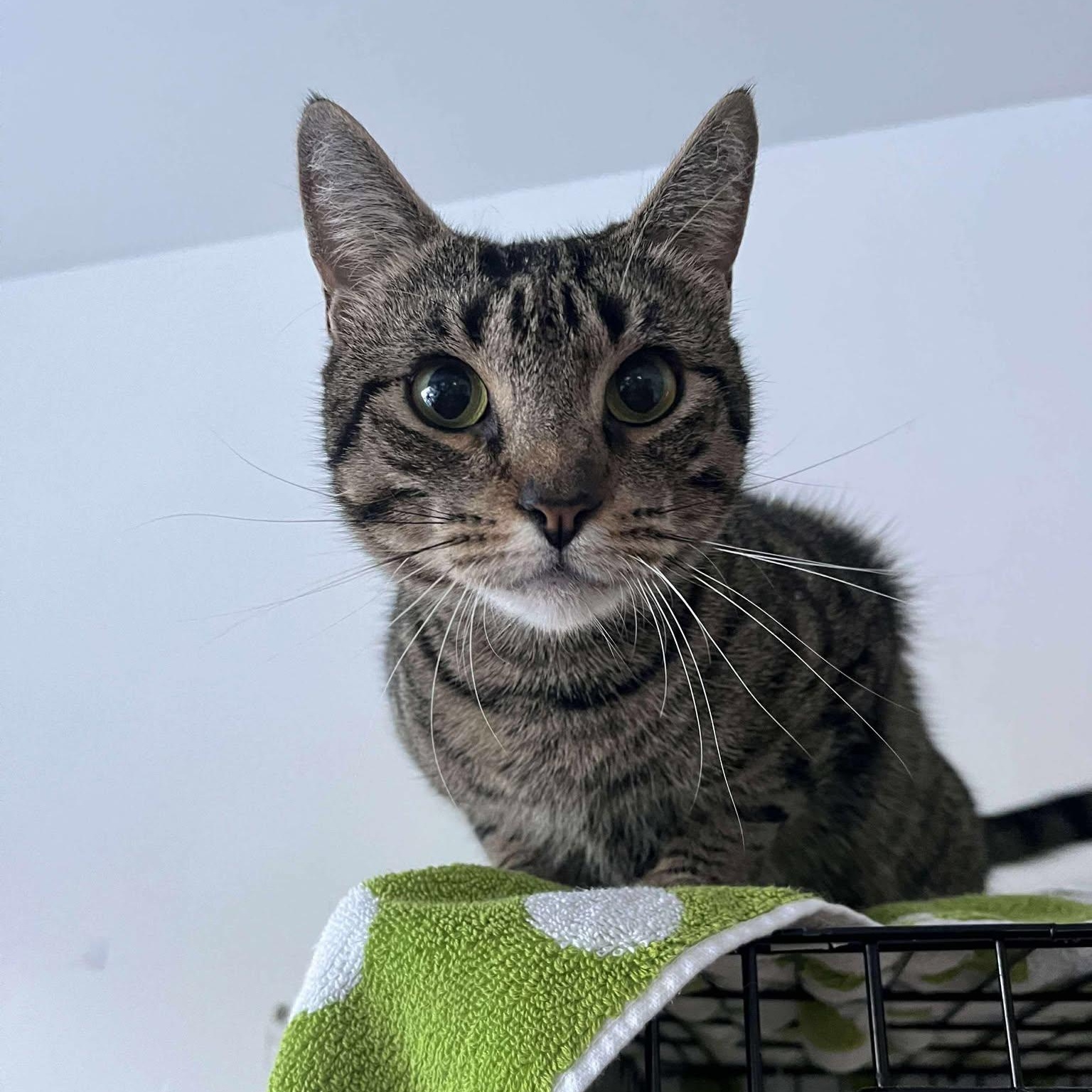 Annie, a Adoptable Tabby image 2/5