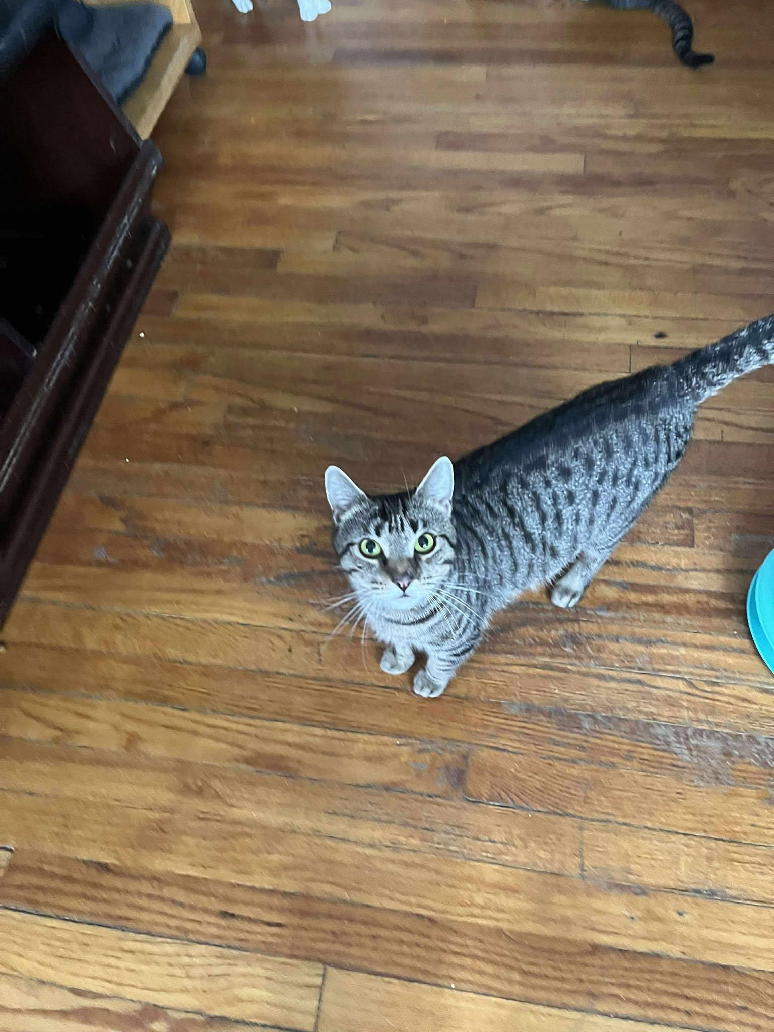 Annie, a Adoptable Tabby image 5/5