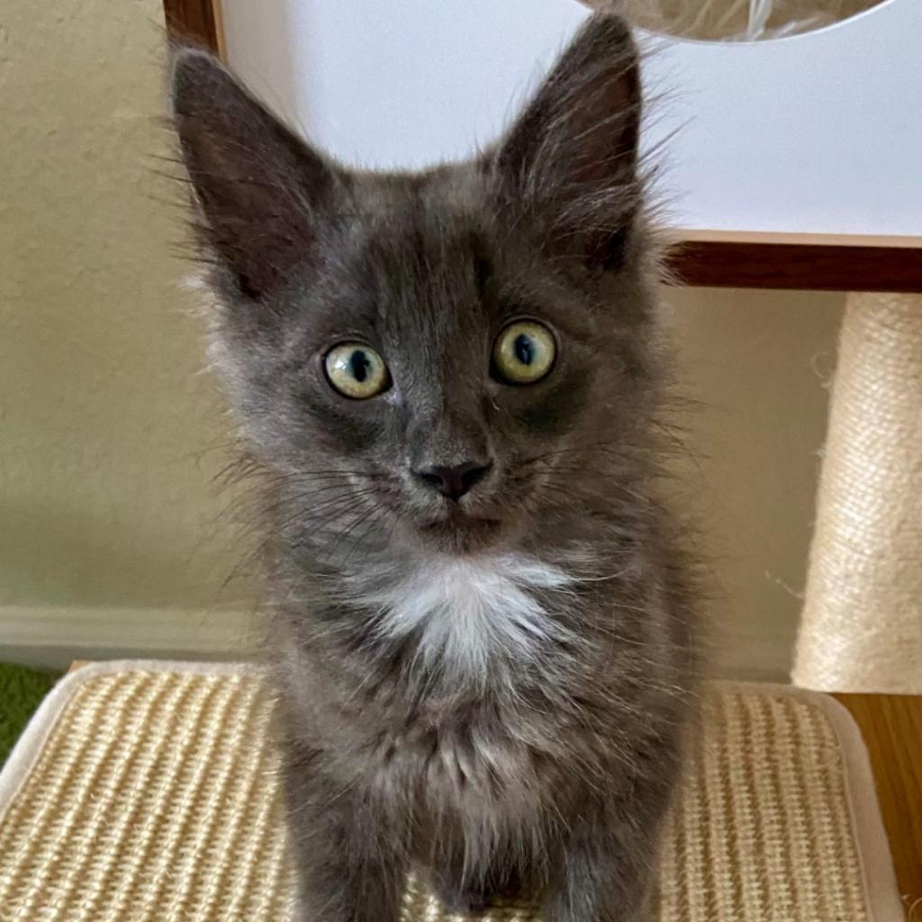 Enlarge Kade, a Adoptable Domestic Medium Hair in Williston, FL image 1/6