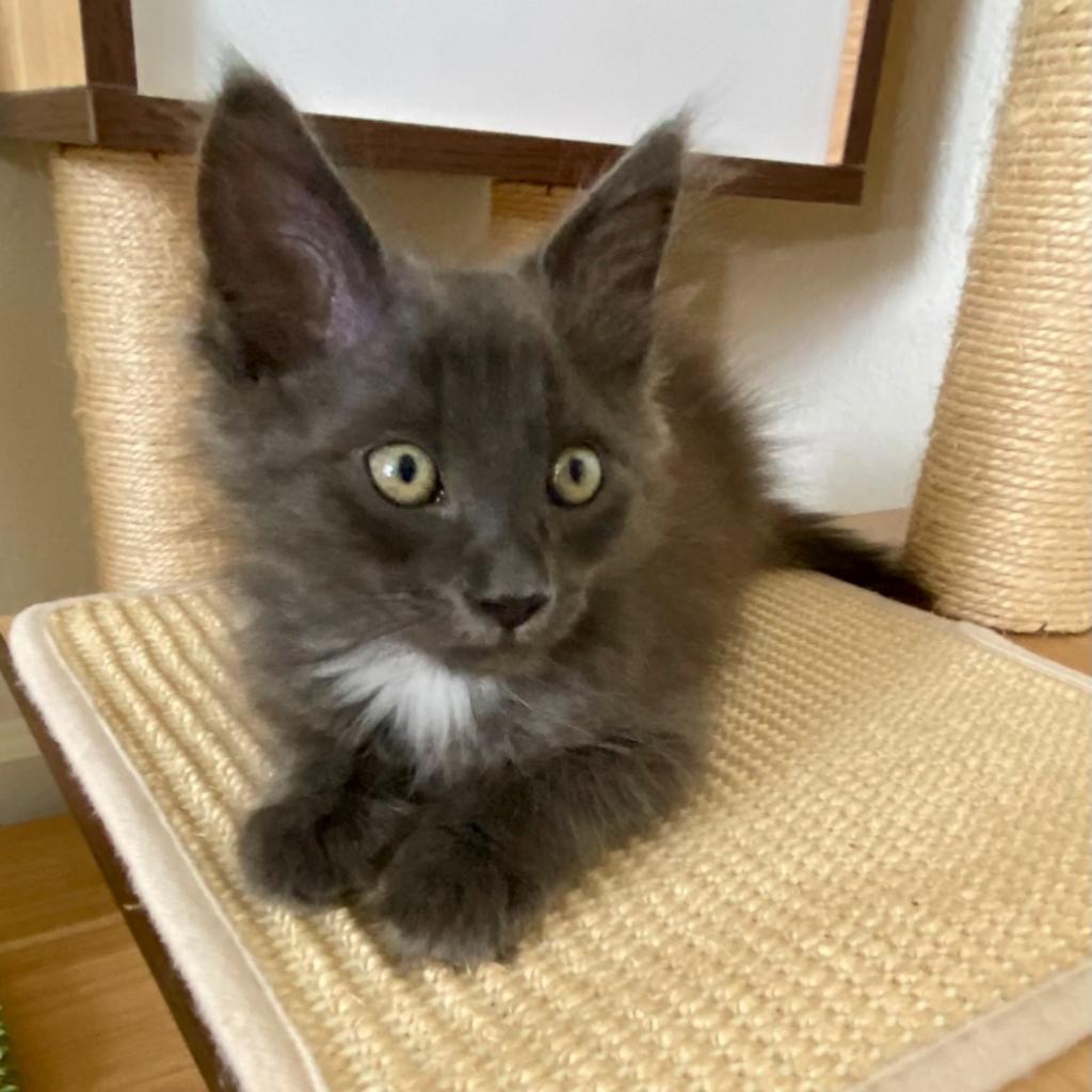 Enlarge Kade, a Adoptable Domestic Medium Hair in Williston, FL image 2/6