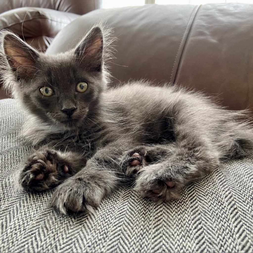 Enlarge Kade, a Adoptable Domestic Medium Hair in Williston, FL image 3/6