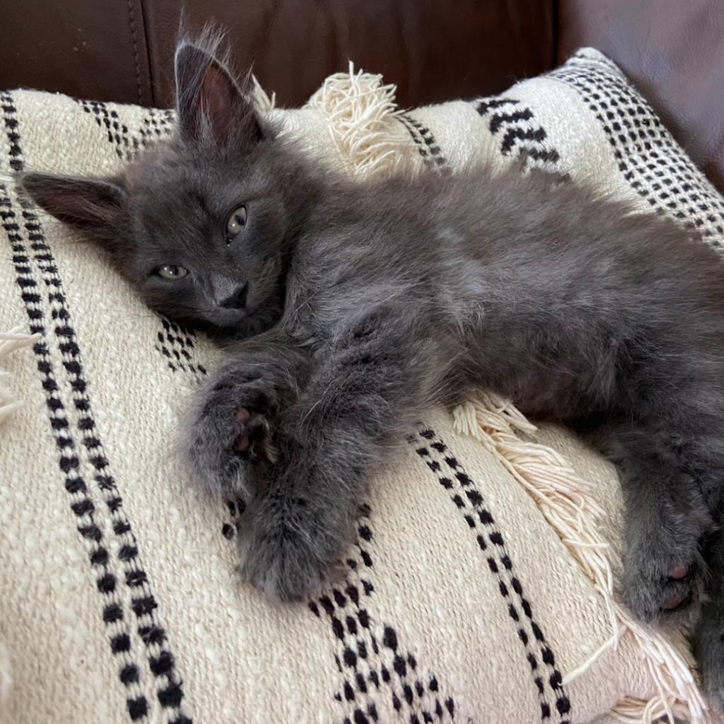 Enlarge Kade, a Adoptable Domestic Medium Hair in Williston, FL image 5/6