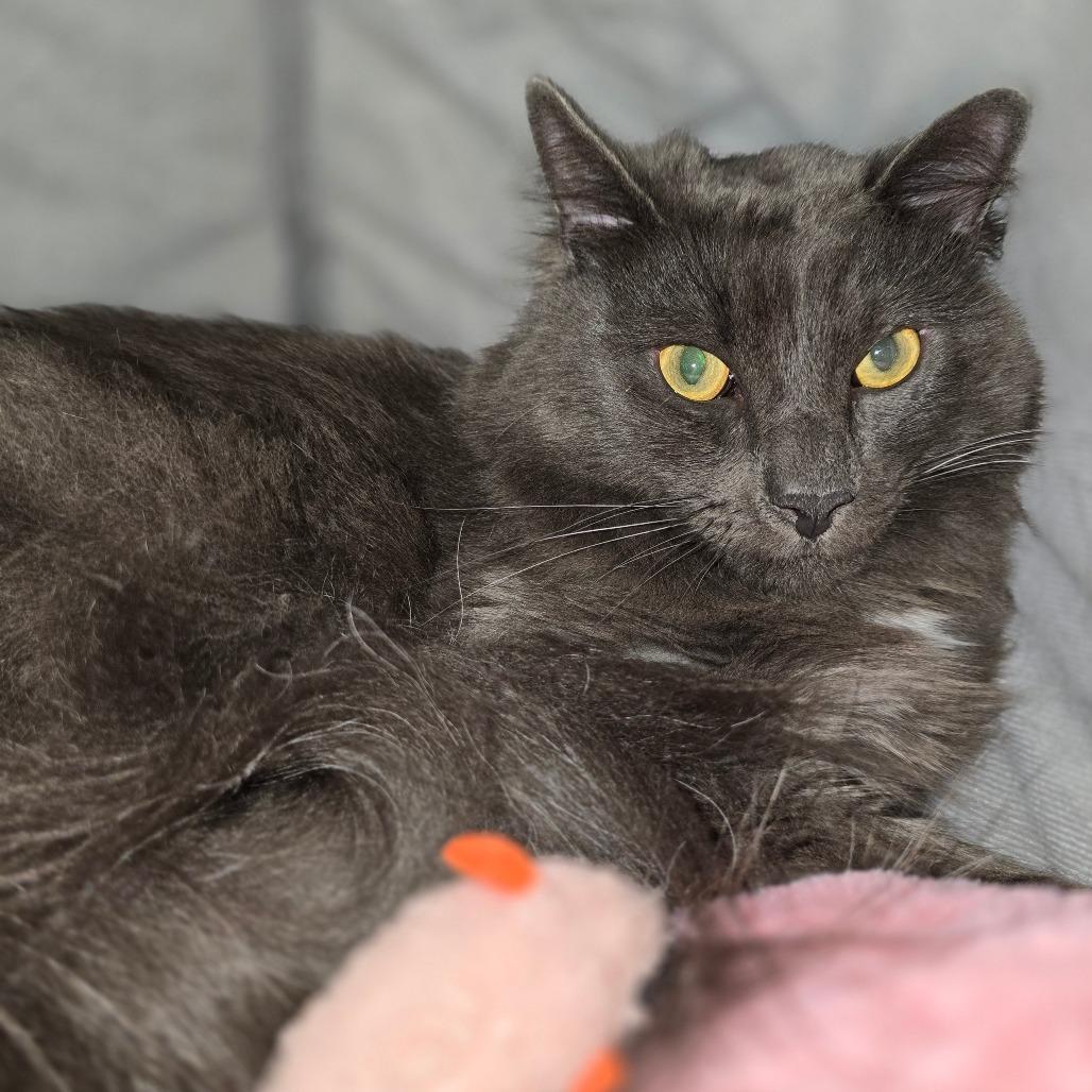 Enlarge Kade, a Adoptable Domestic Medium Hair in Williston, FL image 6/6