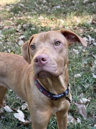 Cashew, a Adoptable Mixed Breed in Chamblee, GA image 2/3