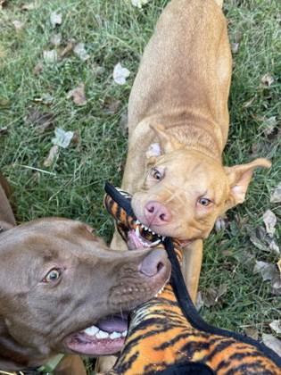Cashew, a Adoptable Mixed Breed in Chamblee, GA image 3/3