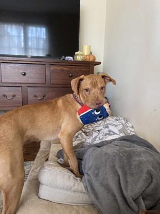 Enlarge Cashew- IN FOSTER, a Adoptable Mixed Breed in Chamblee, GA image 3/3