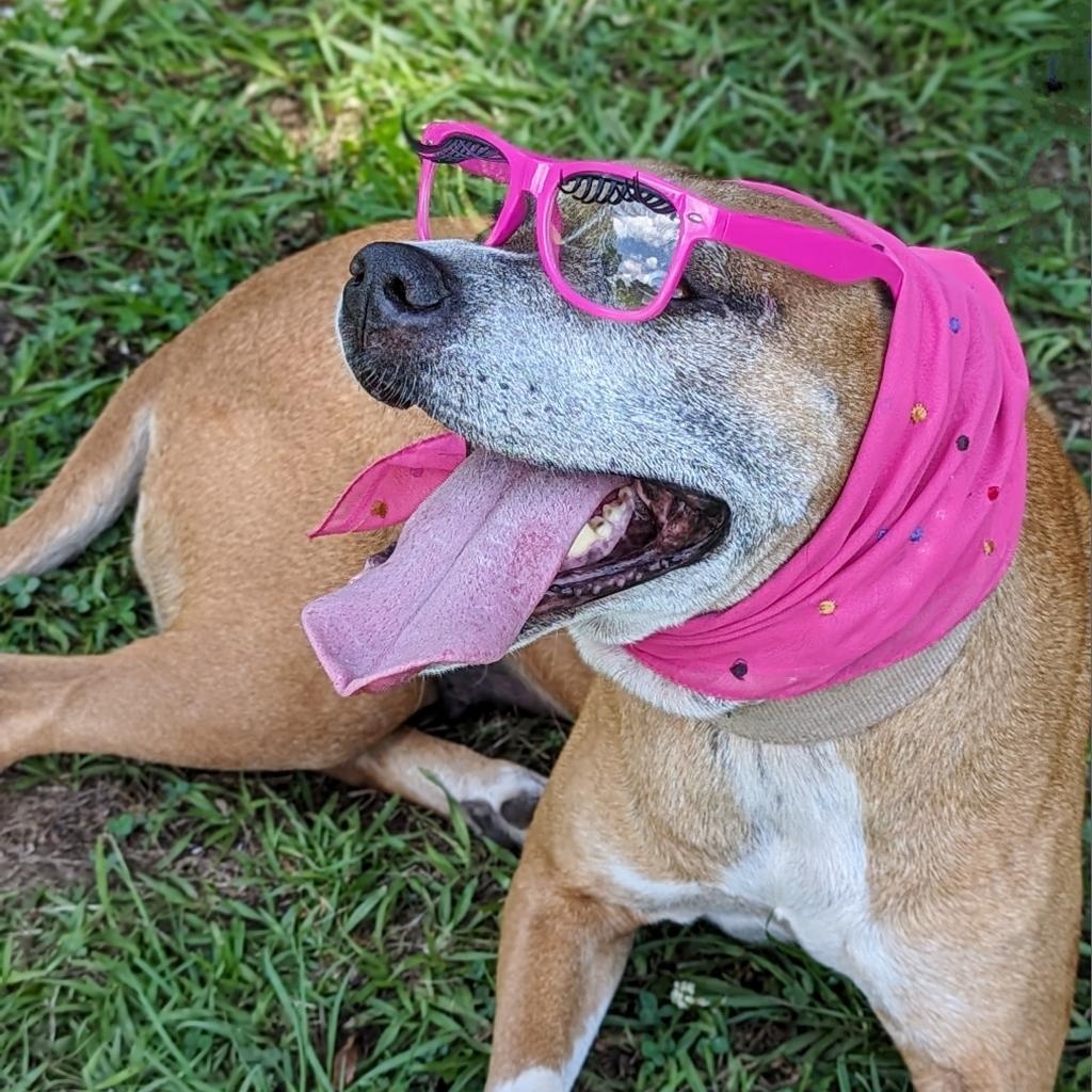 Nana, a Adoptable mixed breed in Helena, AL image 4/6