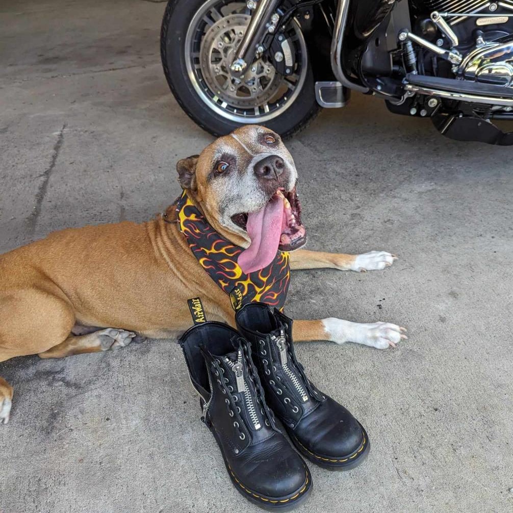 Nana, a Adoptable mixed breed in Helena, AL image 5/6