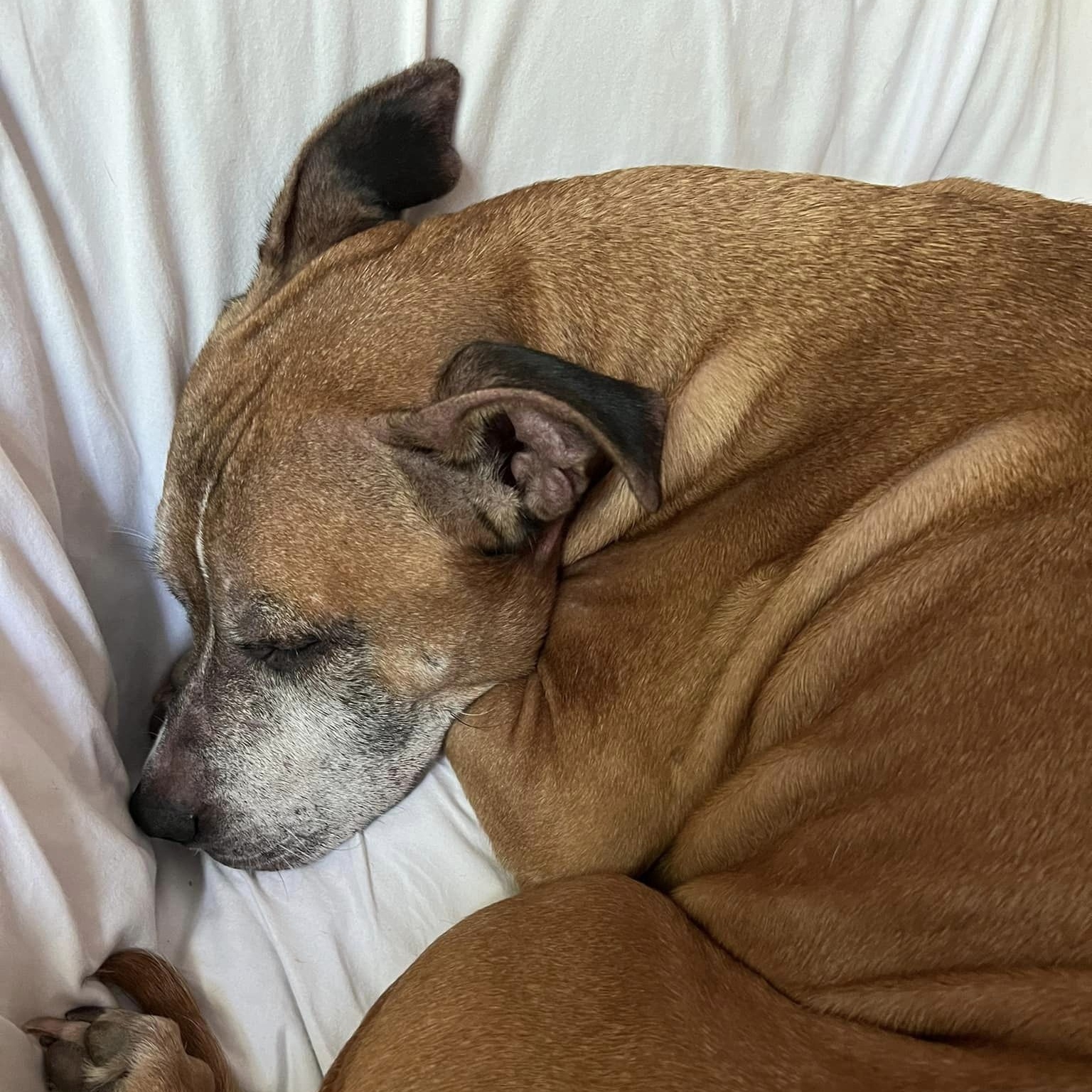 Nana, a Adoptable mixed breed in Helena, AL image 6/6