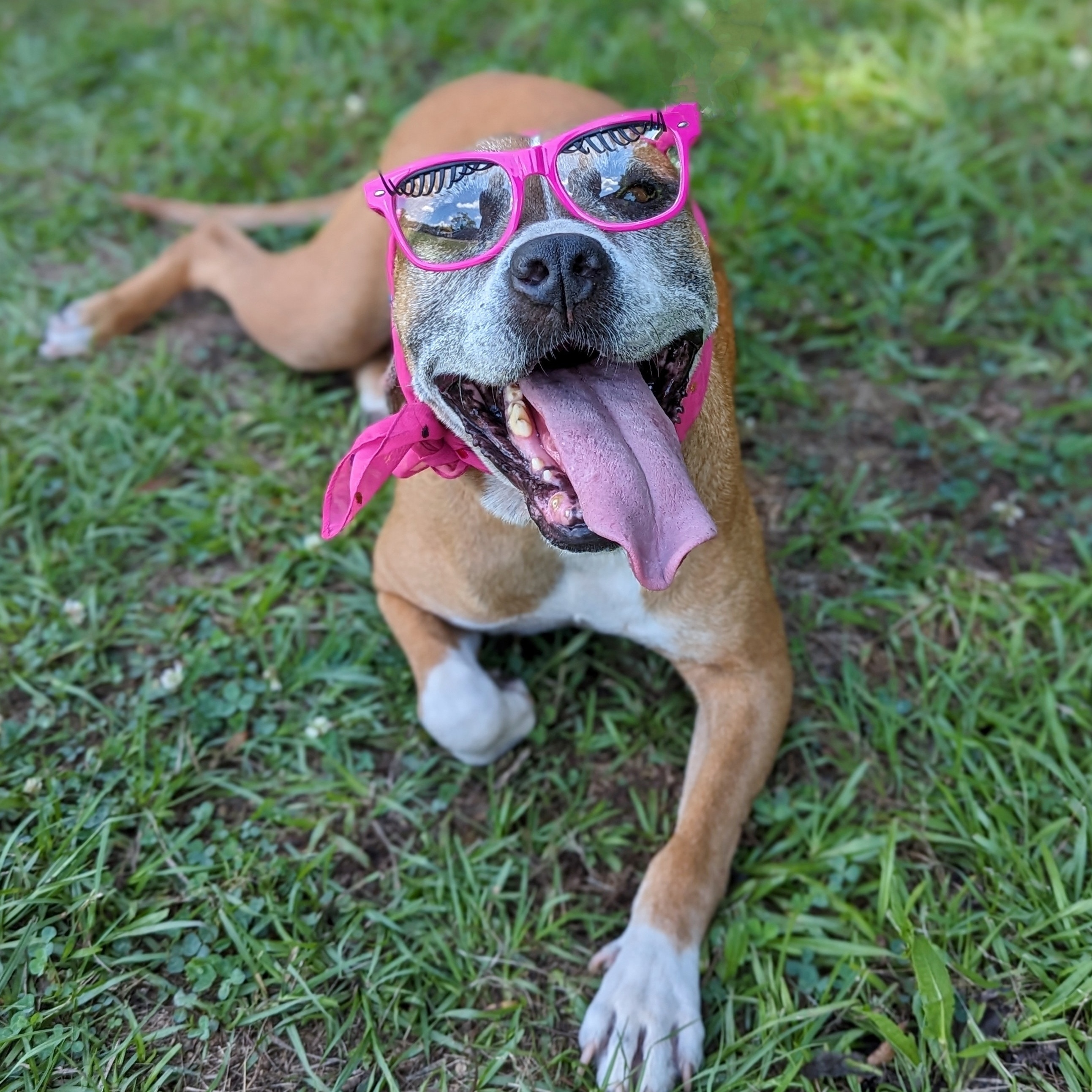 Nana, a Adoptable mixed breed in Helena, AL image 3/6