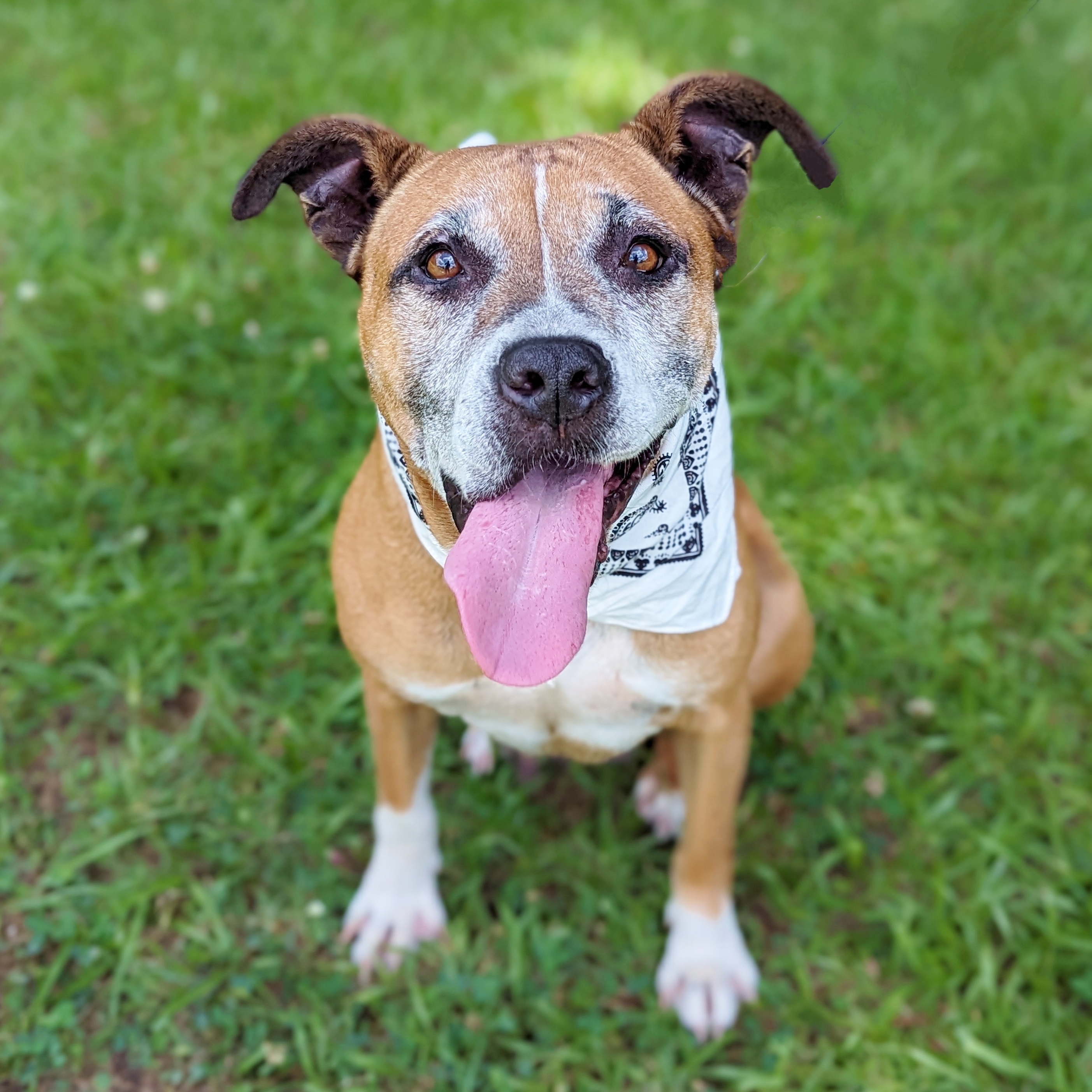 Nana, a Adoptable mixed breed in Helena, AL image 1/6