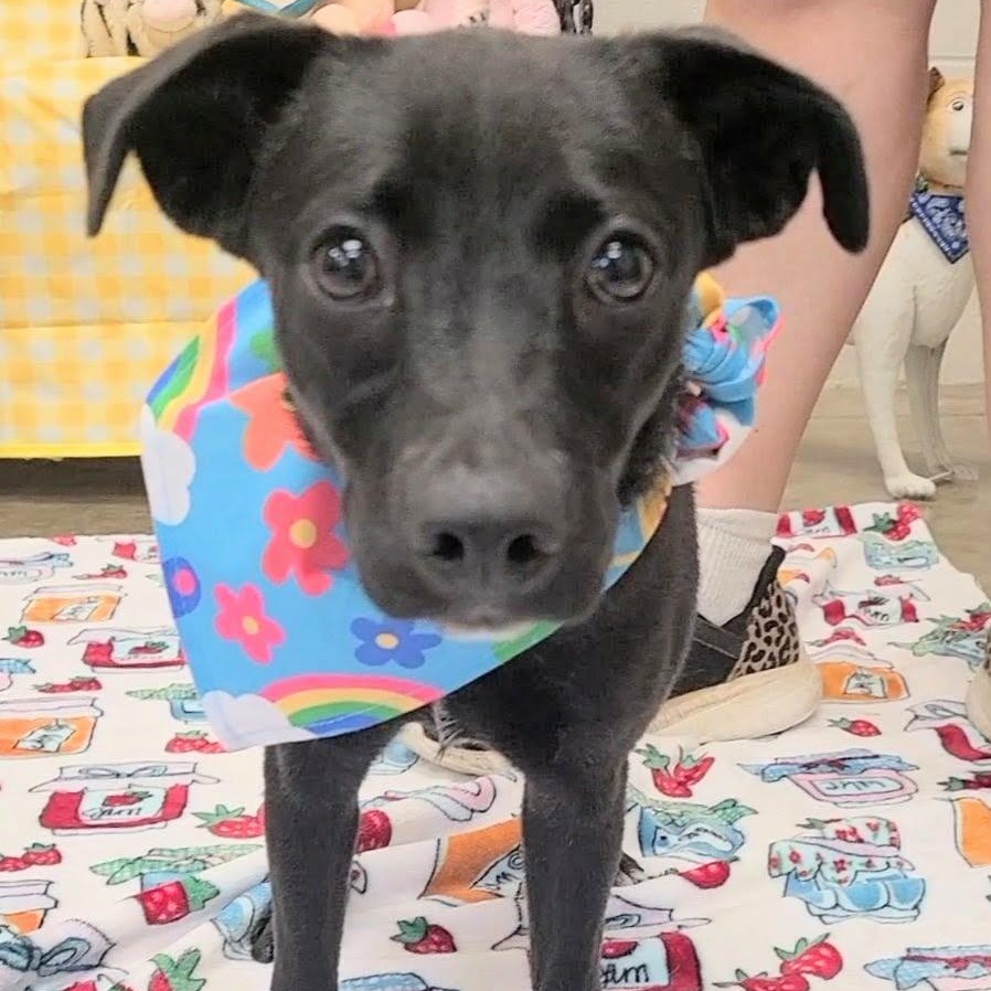 Mirabelle, Adopted, Young Female Dachshund.