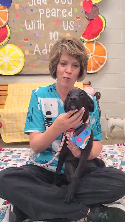 Enlarge Mirabelle, a Adopted mixed breed in Woolwich, ME video 3/3