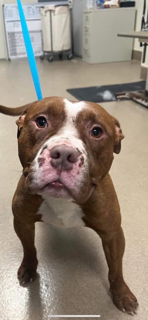 Groose, Adopted, Adult Male Pit Bull Terrier & Staffordshire Bull Terrier.