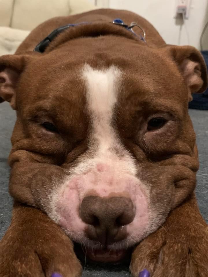 Enlarge Groose, a Adopted mixed breed in CONROE, TX image 2/6