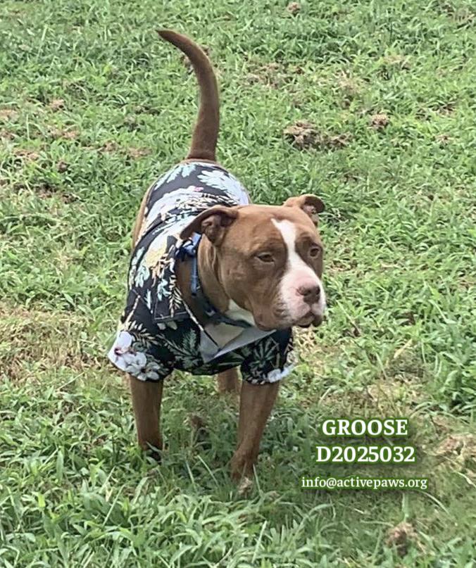Enlarge Groose, a Adopted mixed breed in CONROE, TX image 3/6