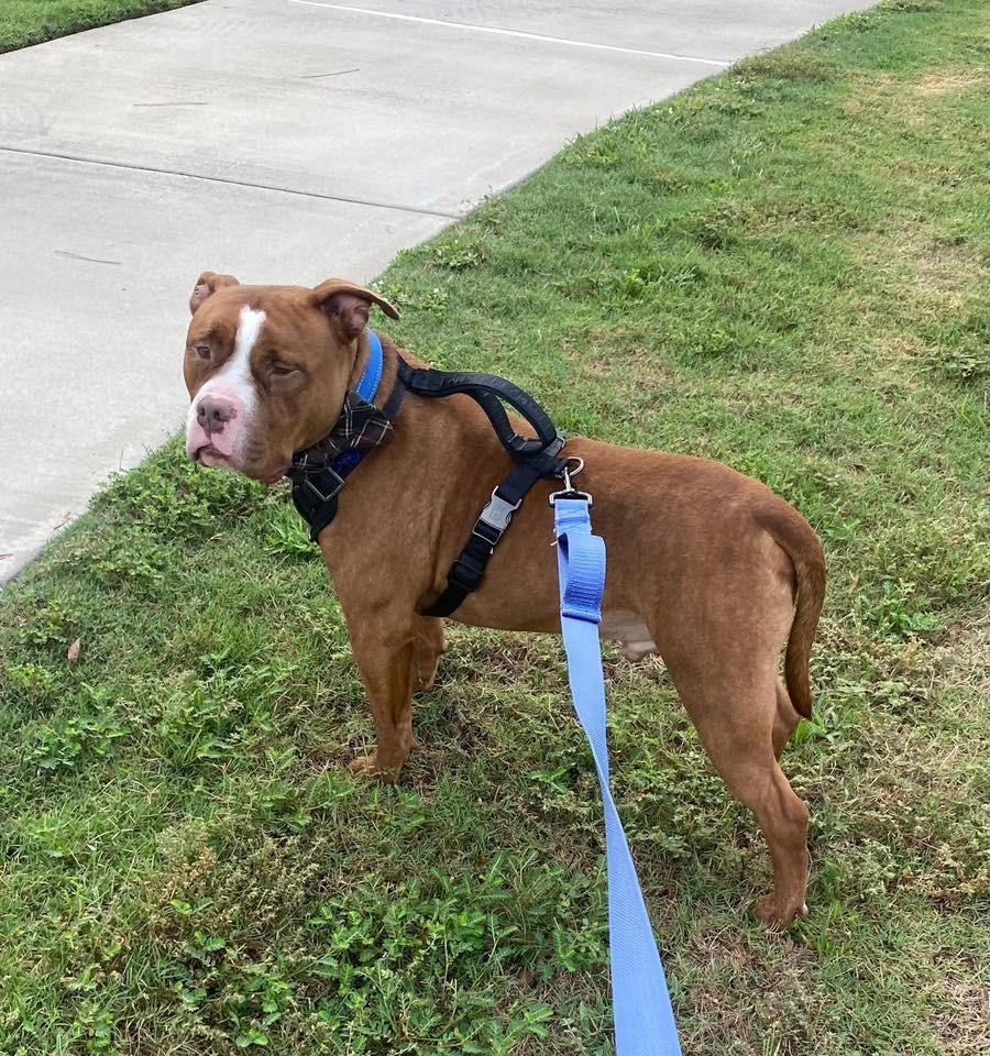 Enlarge Groose, a Adopted mixed breed in CONROE, TX image 4/6