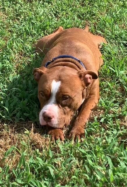 Enlarge Groose, a Adopted mixed breed in CONROE, TX image 5/6