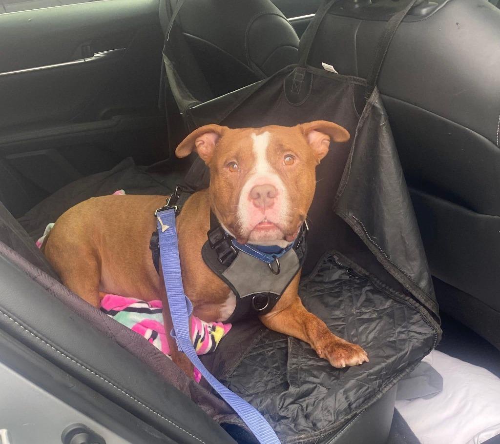 Enlarge Groose, a Adopted mixed breed in CONROE, TX image 6/6