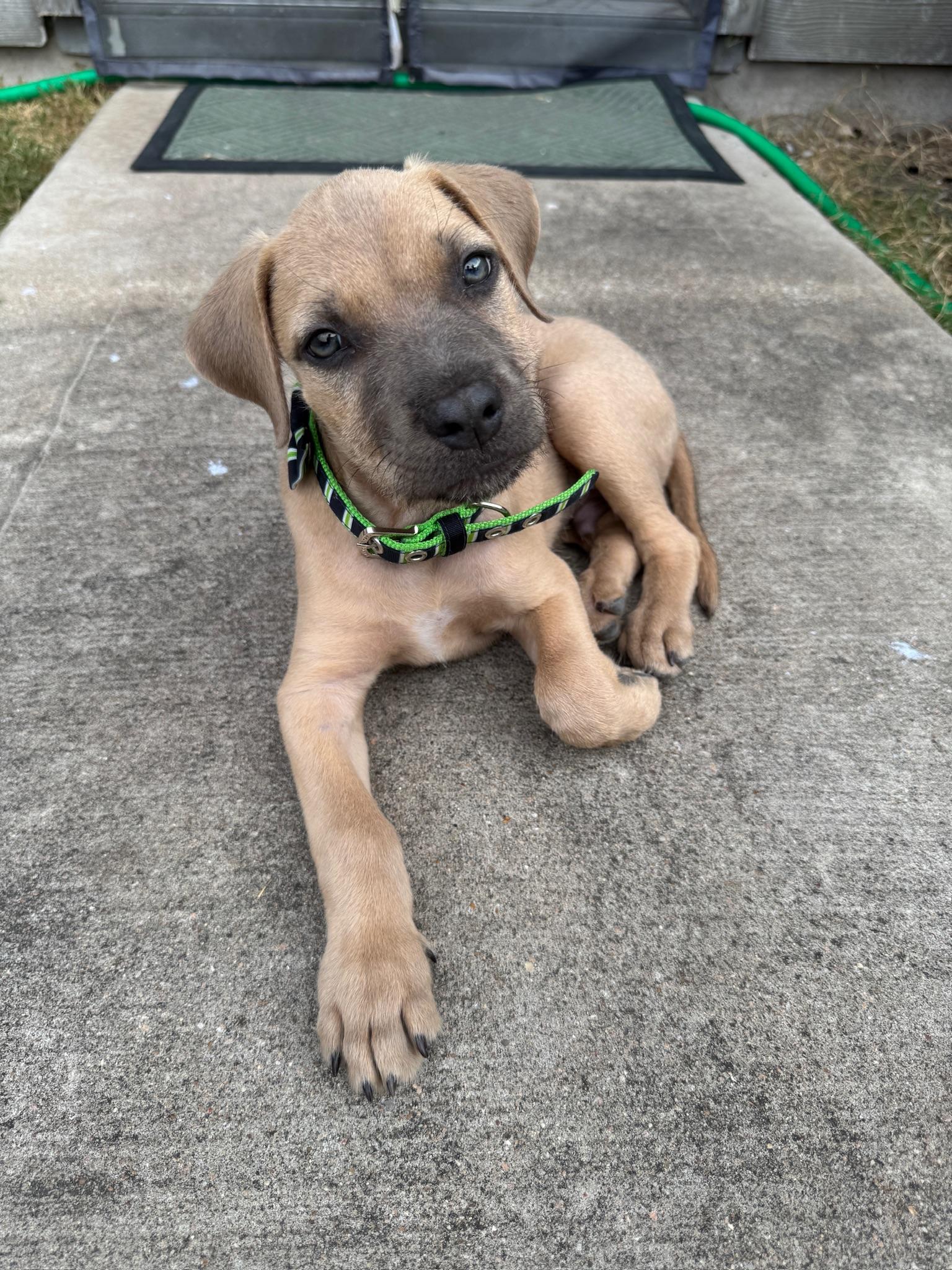 Puppy, adopted, Puppy Male Mixed Breed.