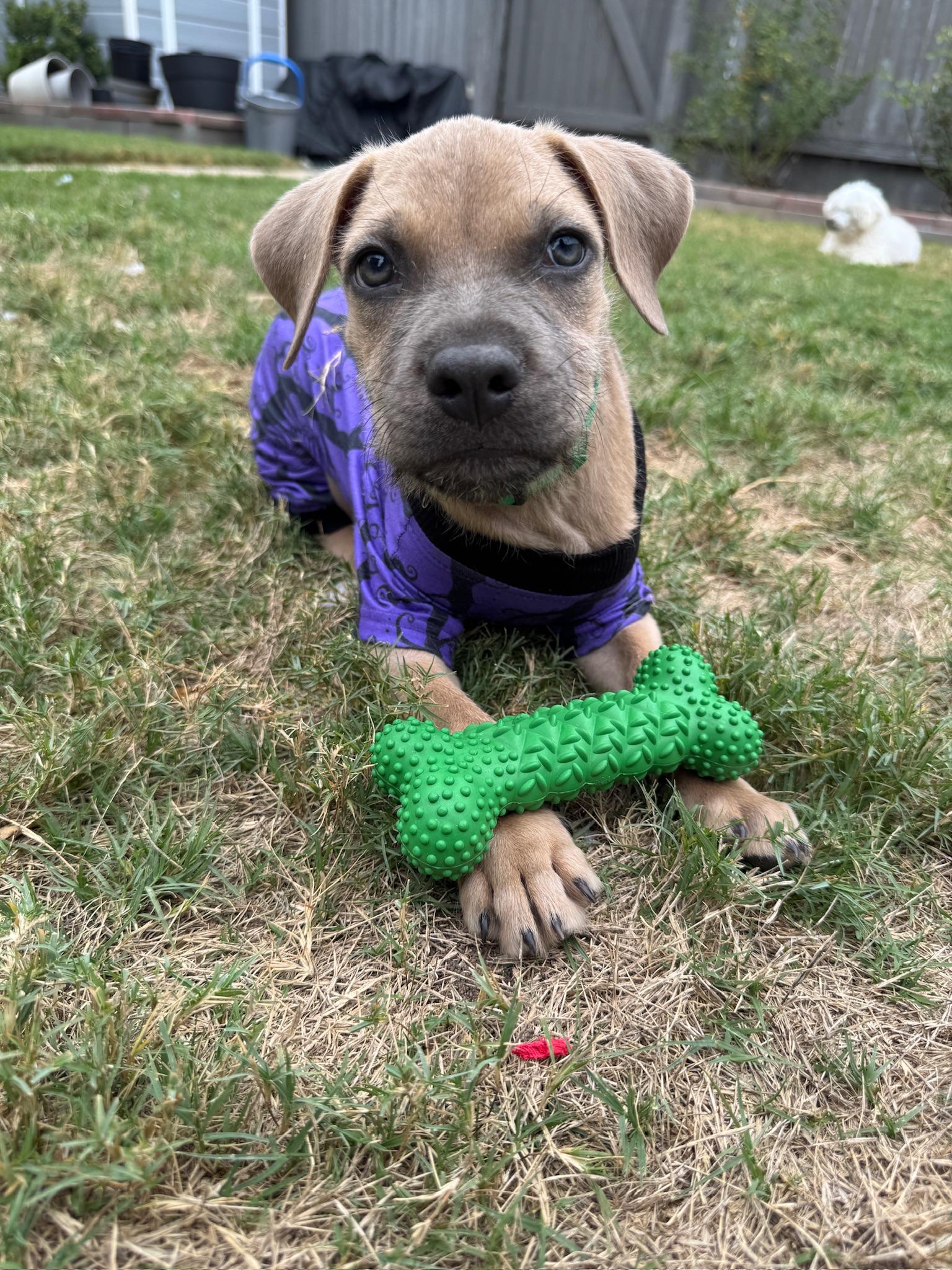 Puppy, an adopted Mixed Breed in Austin, TX image 2/5