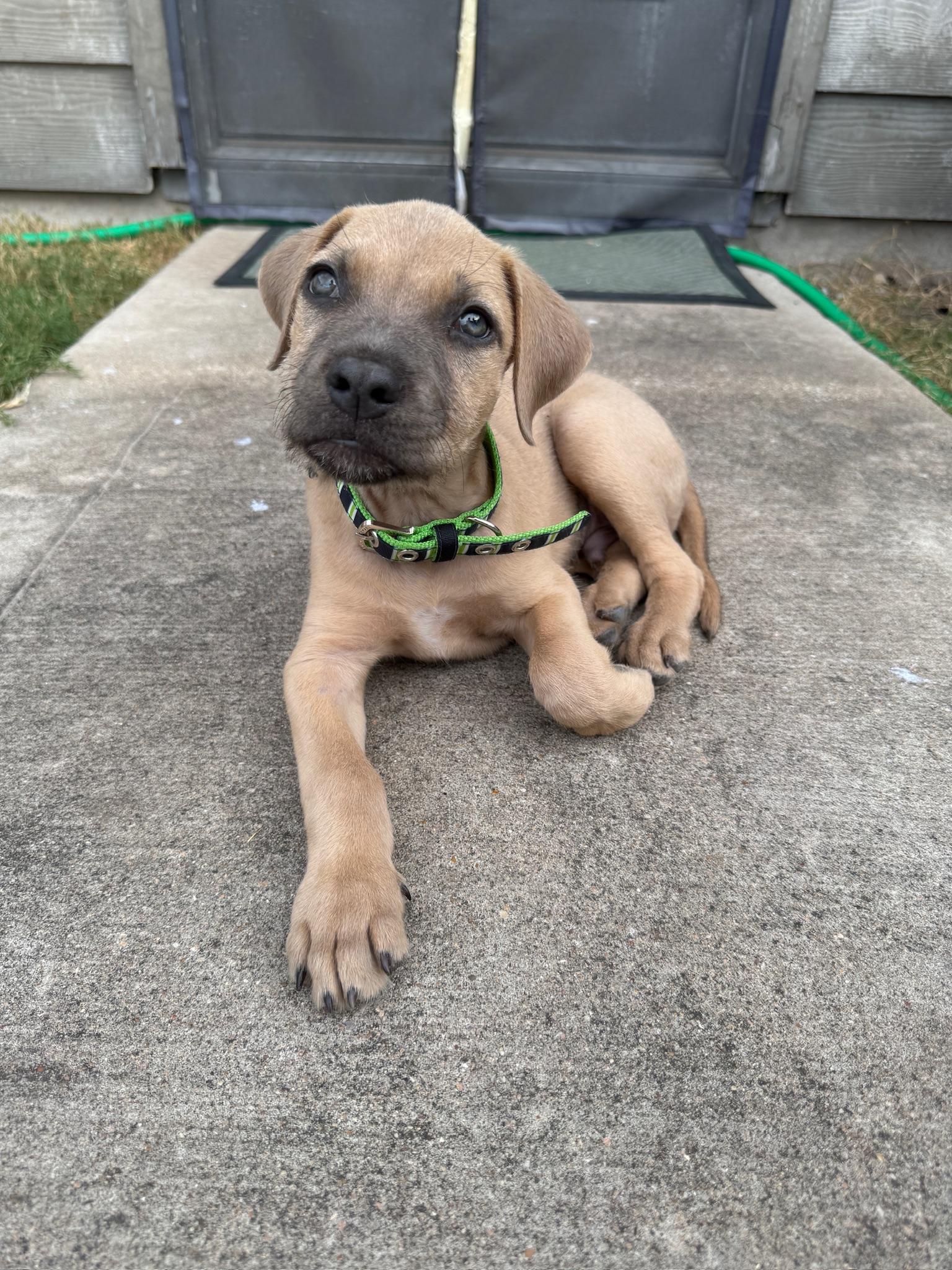 Puppy, an adopted Mixed Breed in Austin, TX image 3/5
