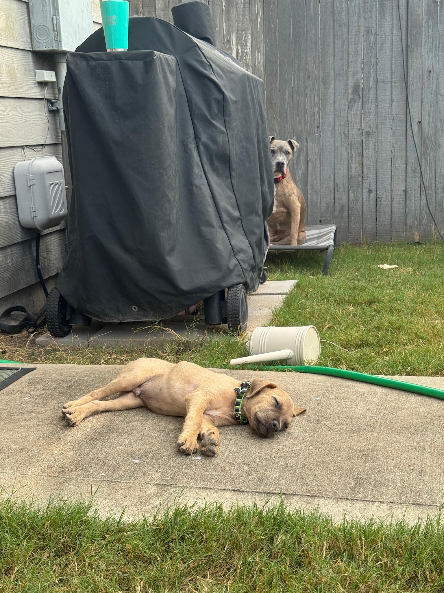 Puppy, an adopted Mixed Breed in Austin, TX image 4/5