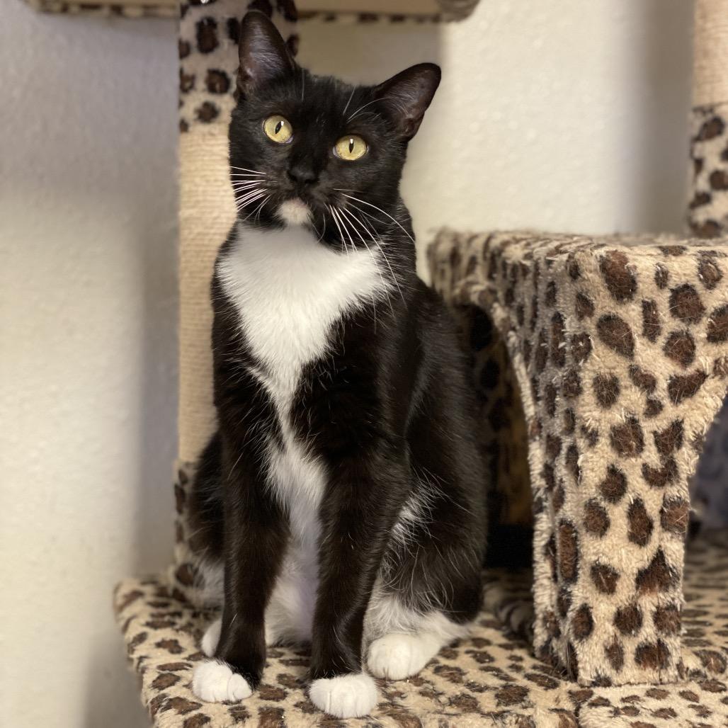 Dana - Costa Mesa Location, Adoptable, Young Female Domestic Short Hair.
