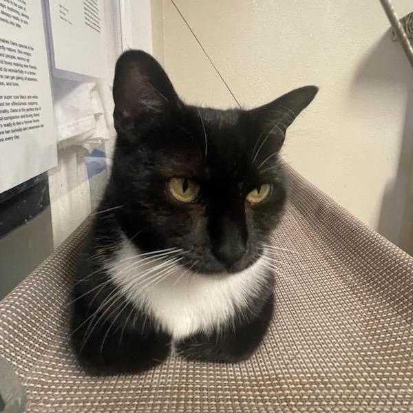 Enlarge Dana - Costa Mesa Location, a Adoptable Domestic Short Hair in Chino Hills, CA image 2/6