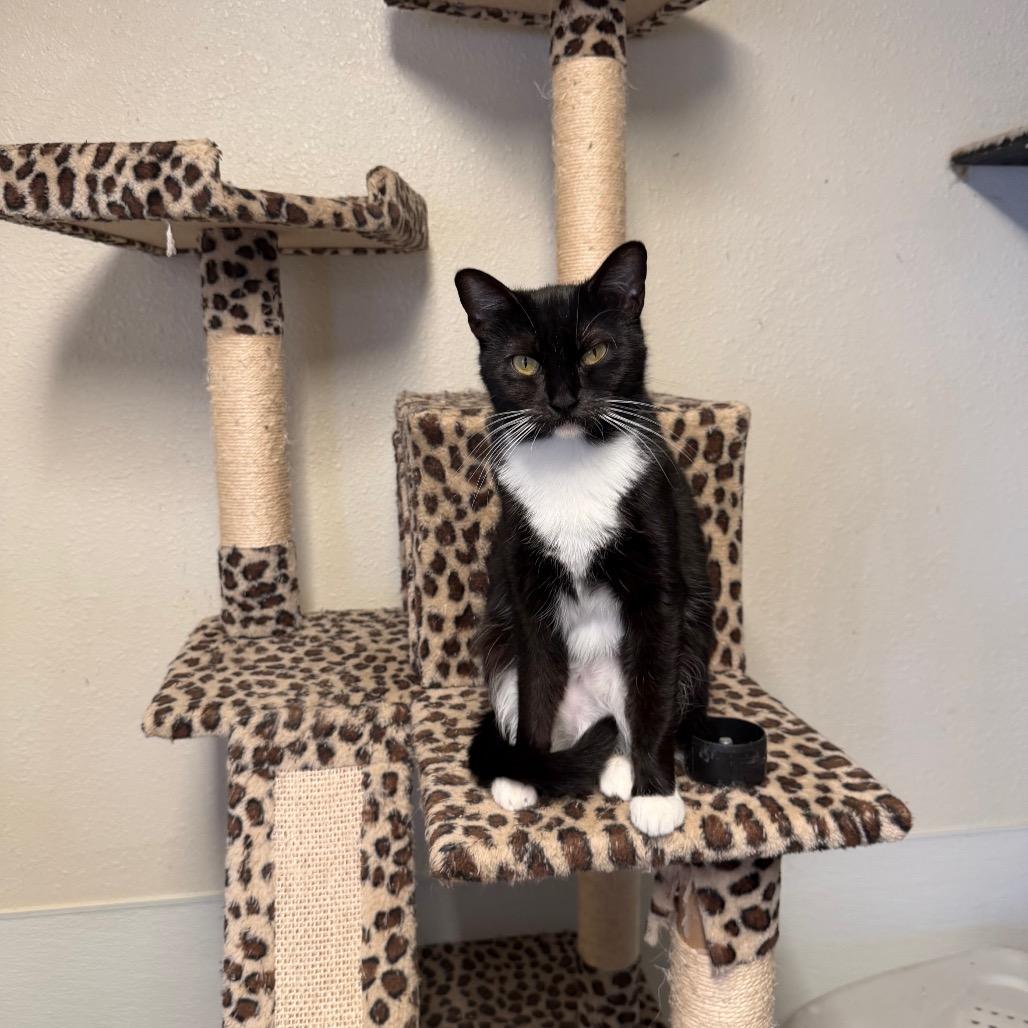 Enlarge Dana - Costa Mesa Location, a Adoptable Domestic Short Hair in Chino Hills, CA image 2/6