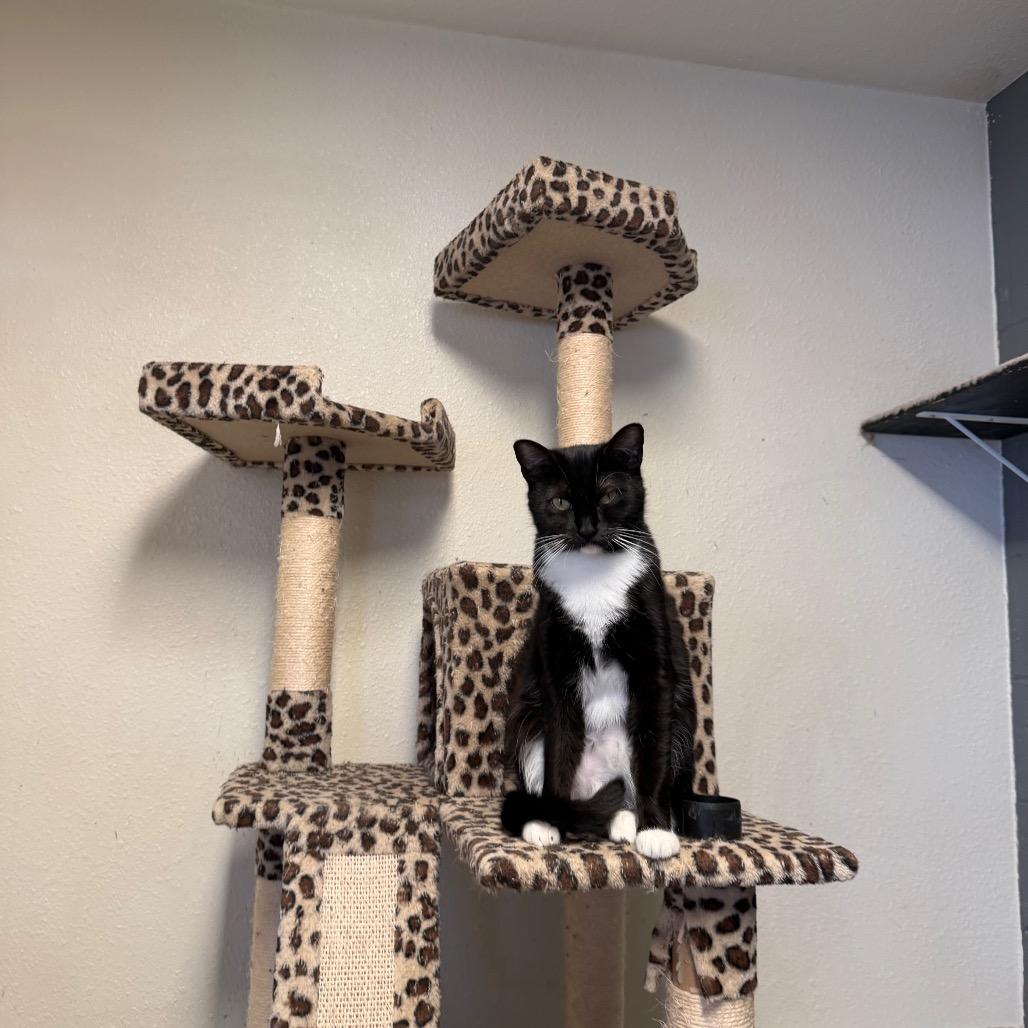 Enlarge Dana - Costa Mesa Location, a Adoptable Domestic Short Hair in Chino Hills, CA image 3/6