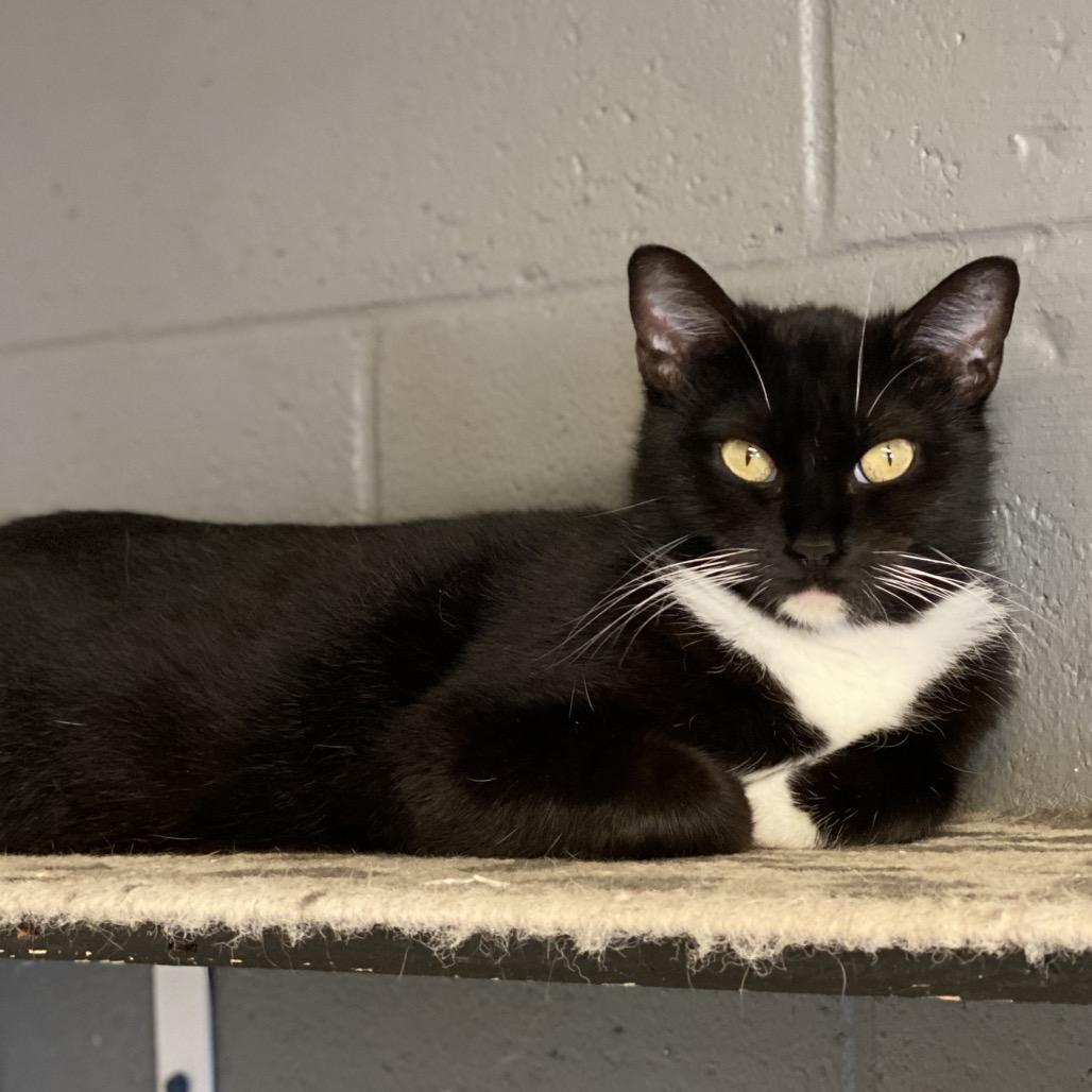 Enlarge Dana - Costa Mesa Location, a Adoptable Domestic Short Hair in Chino Hills, CA image 4/6