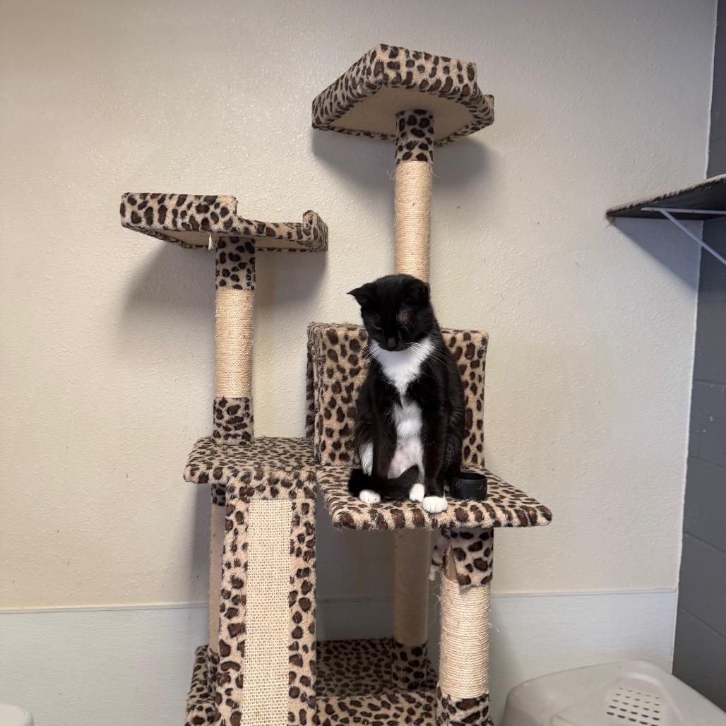 Enlarge Dana - Costa Mesa Location, a Adoptable Domestic Short Hair in Chino Hills, CA image 5/6