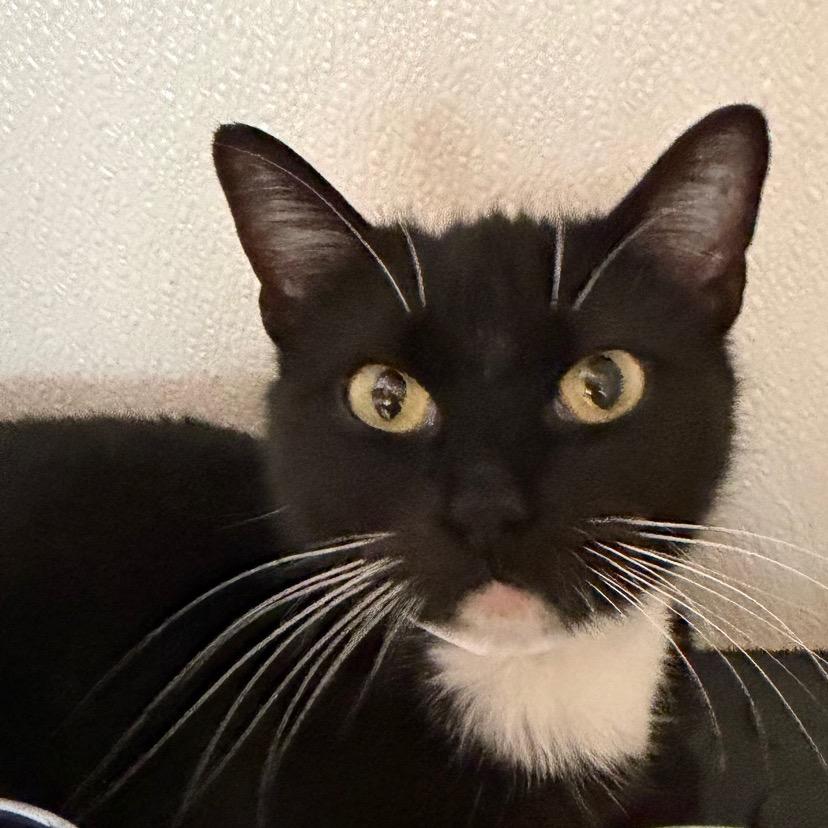 Enlarge Dana - Costa Mesa Location, a Adoptable Domestic Short Hair in Chino Hills, CA image 6/6