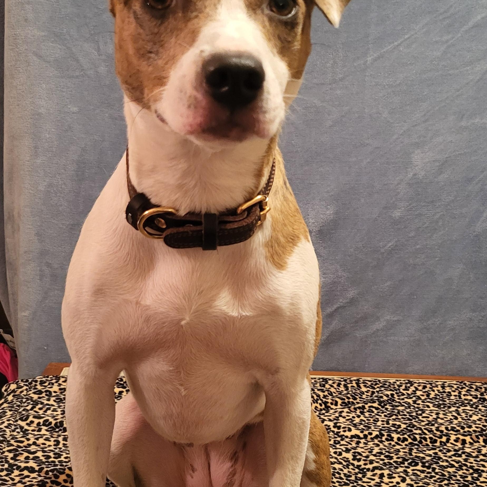 Betty, a Adopted mixed breed in Yukon, OK image 1/3