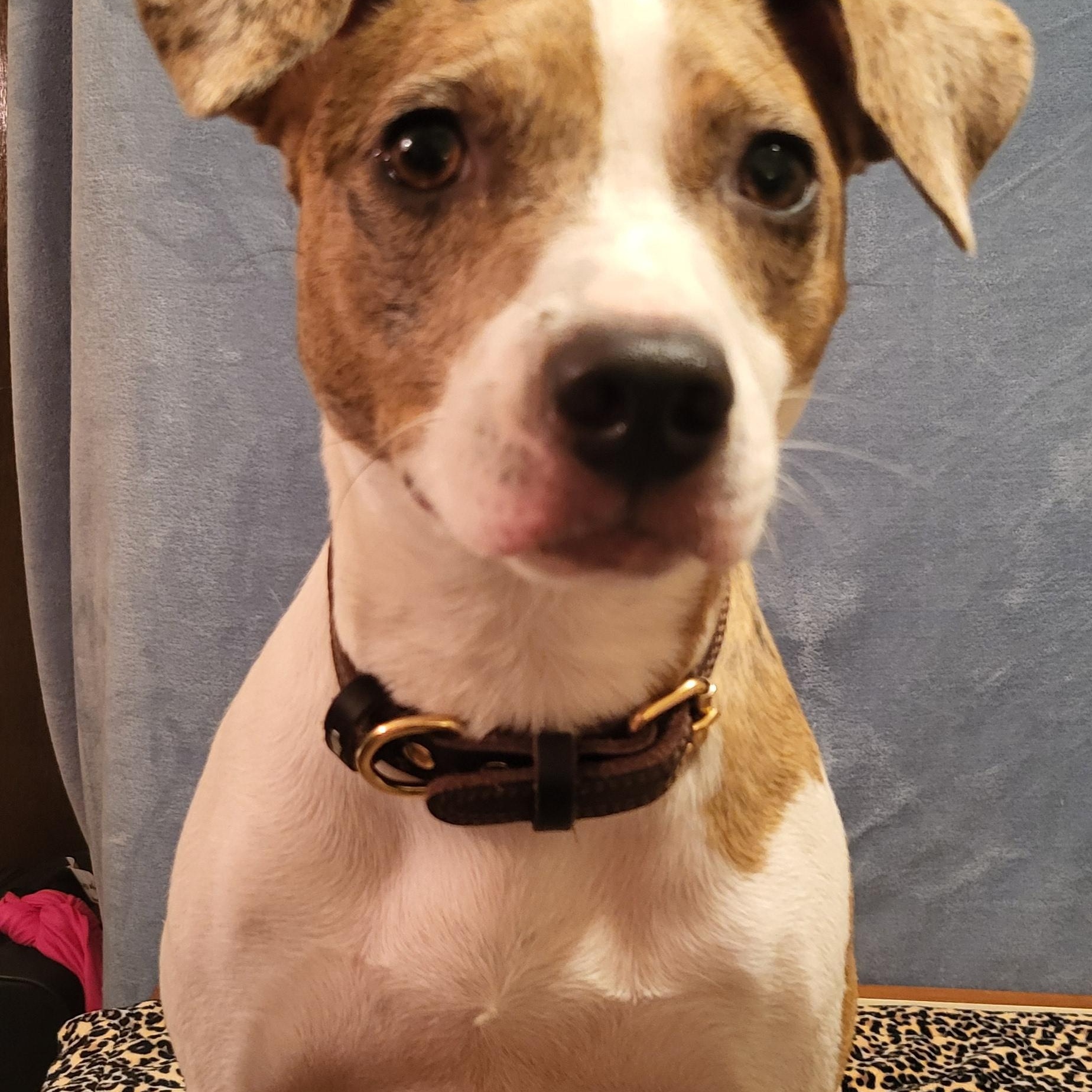 Betty, a Adopted mixed breed in Yukon, OK image 2/3