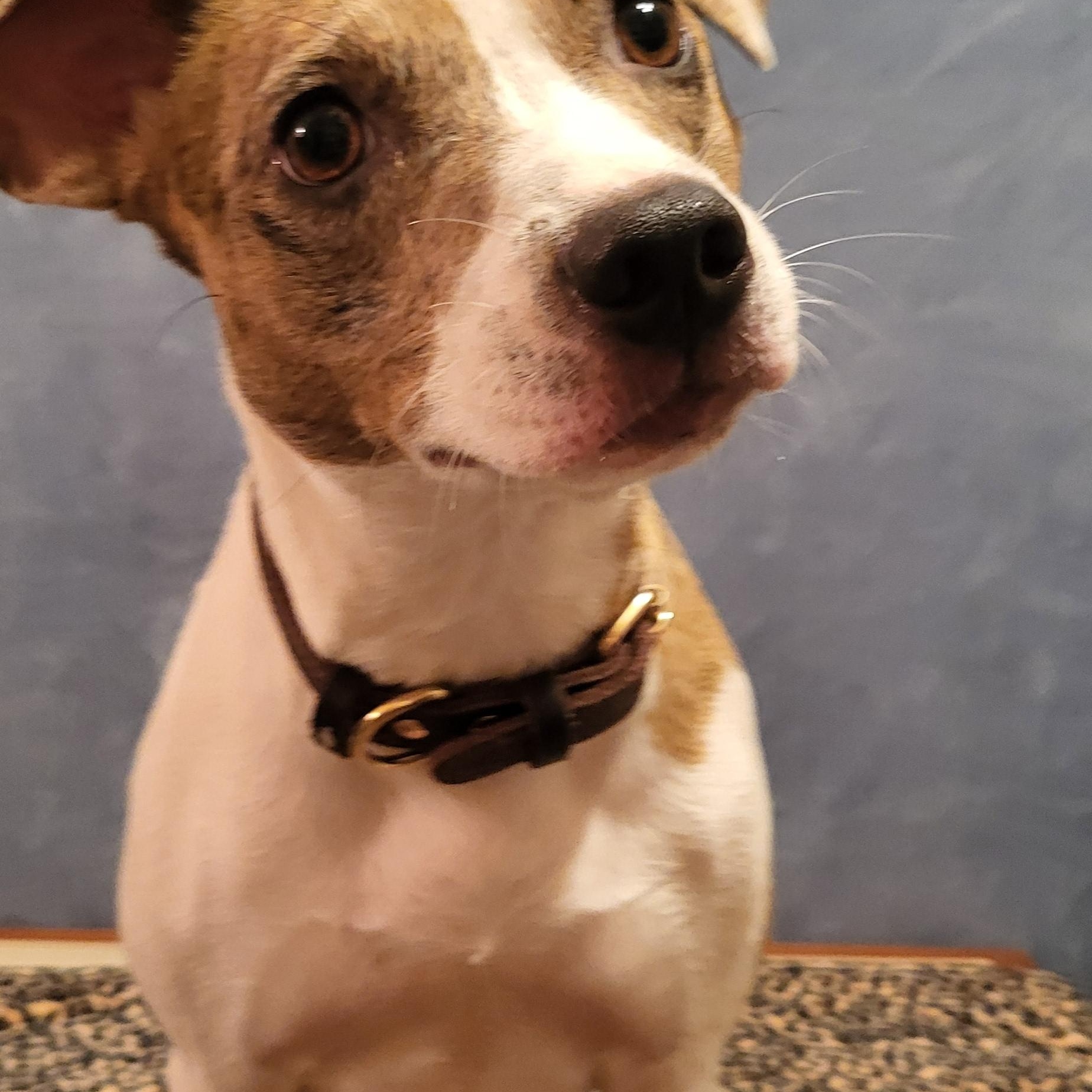 Betty, a Adopted mixed breed in Yukon, OK image 3/3