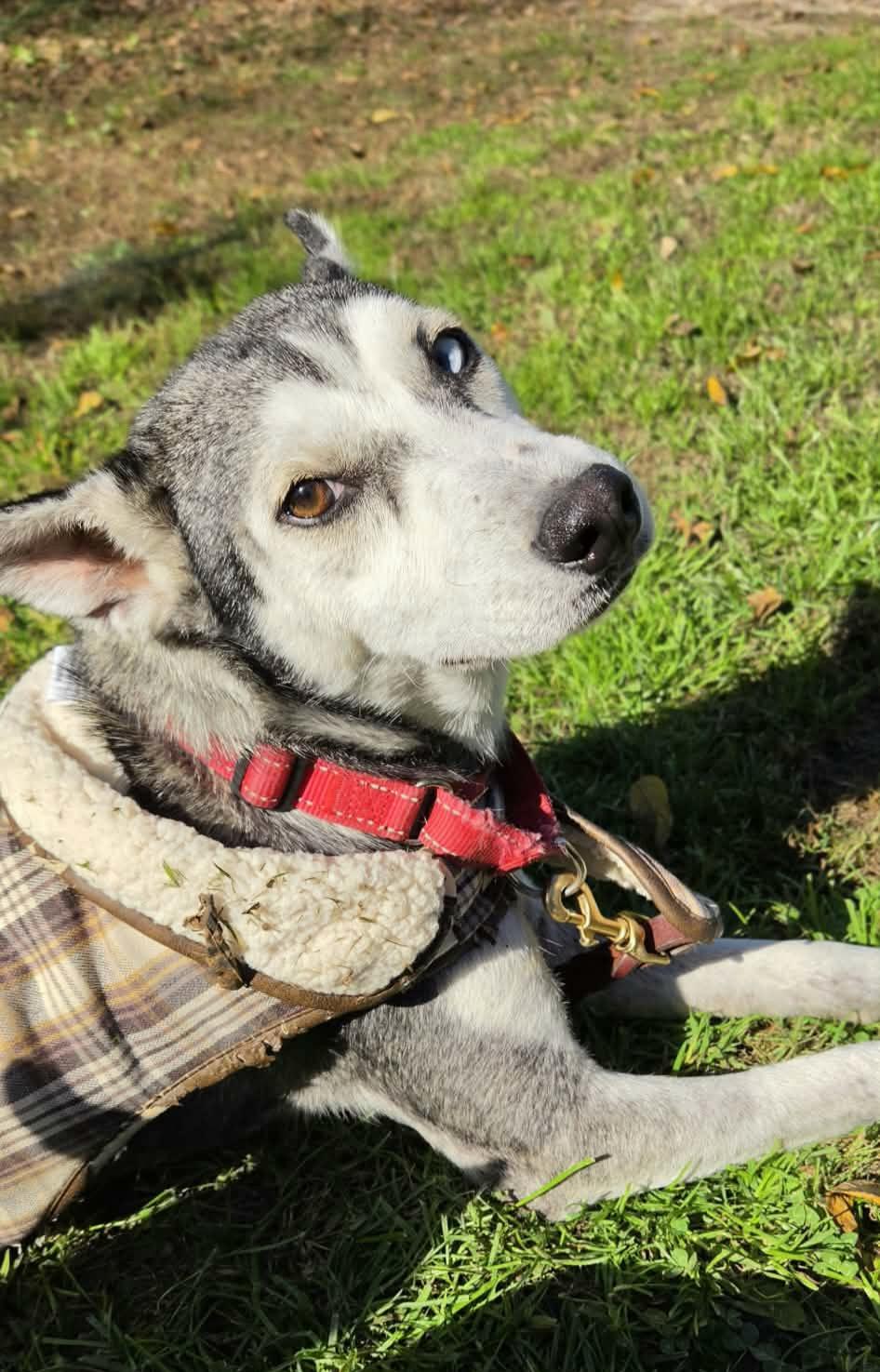 Enlarge Nova, a Adoptable Husky in Grand Rapids, MI image 3/3