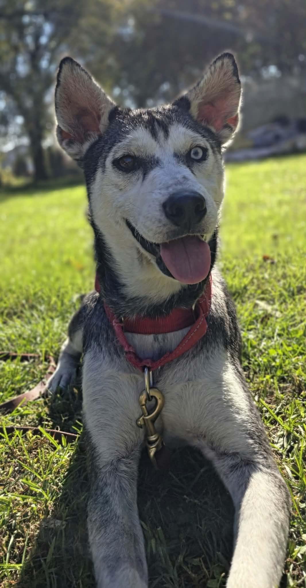 Nova, Adoptable, Adult Female Husky.